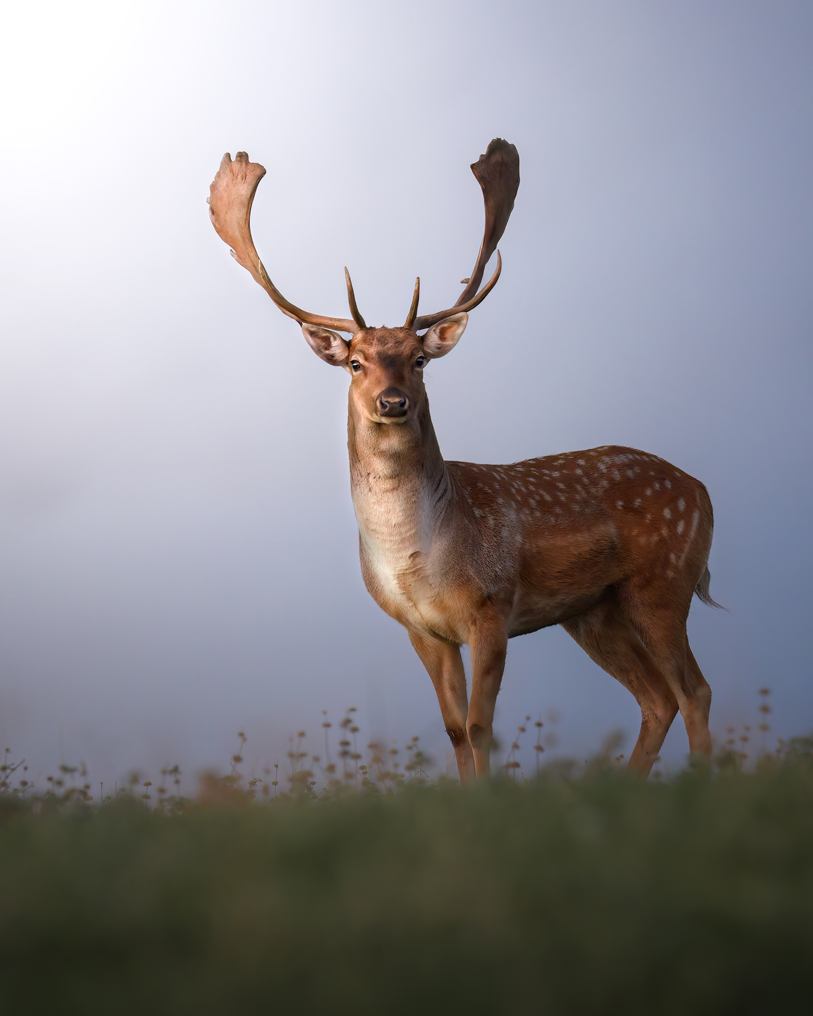 Deer bellowing