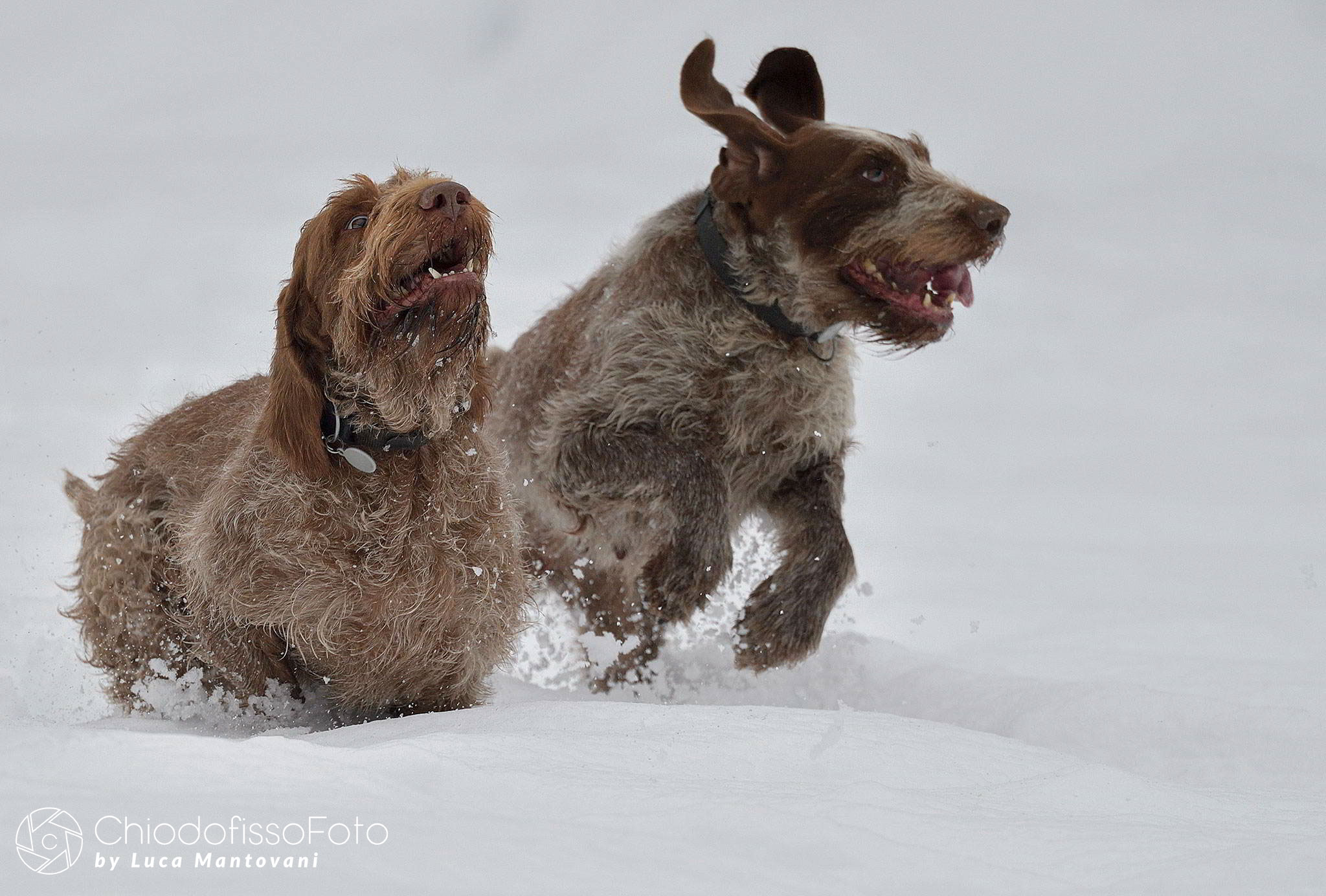 Dama & Furba in : Una corsa nella neve!