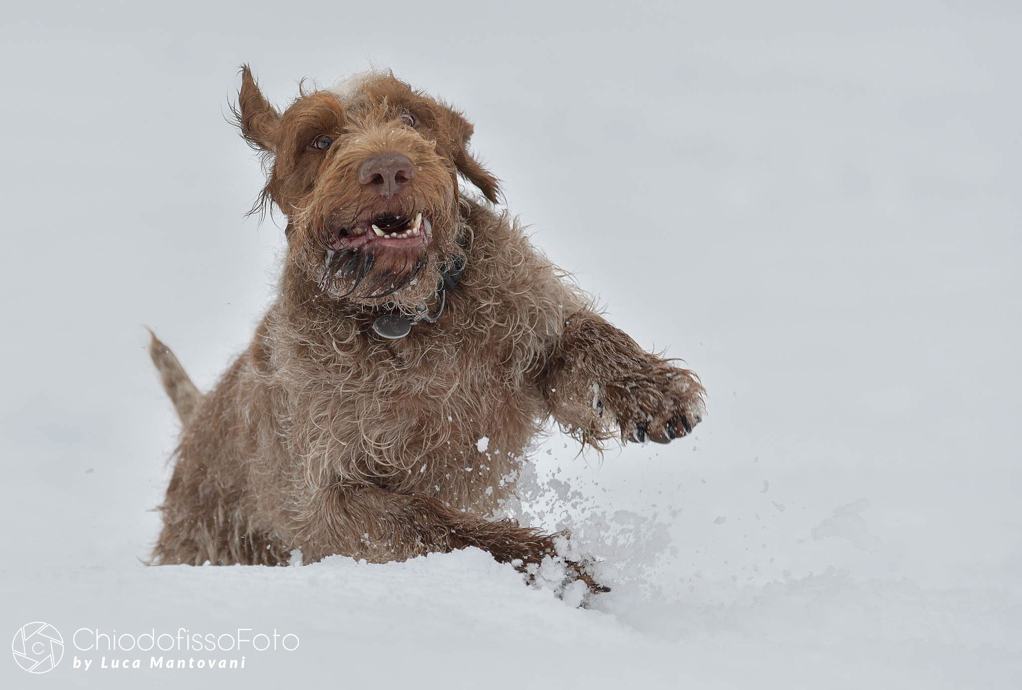 Clever in : A Race in the Snow!