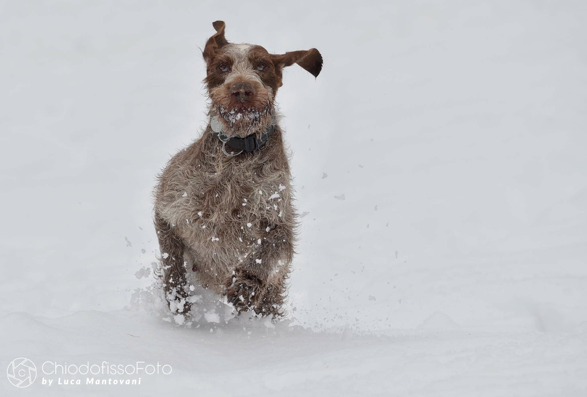 Dama in : Una corsa nella neve!