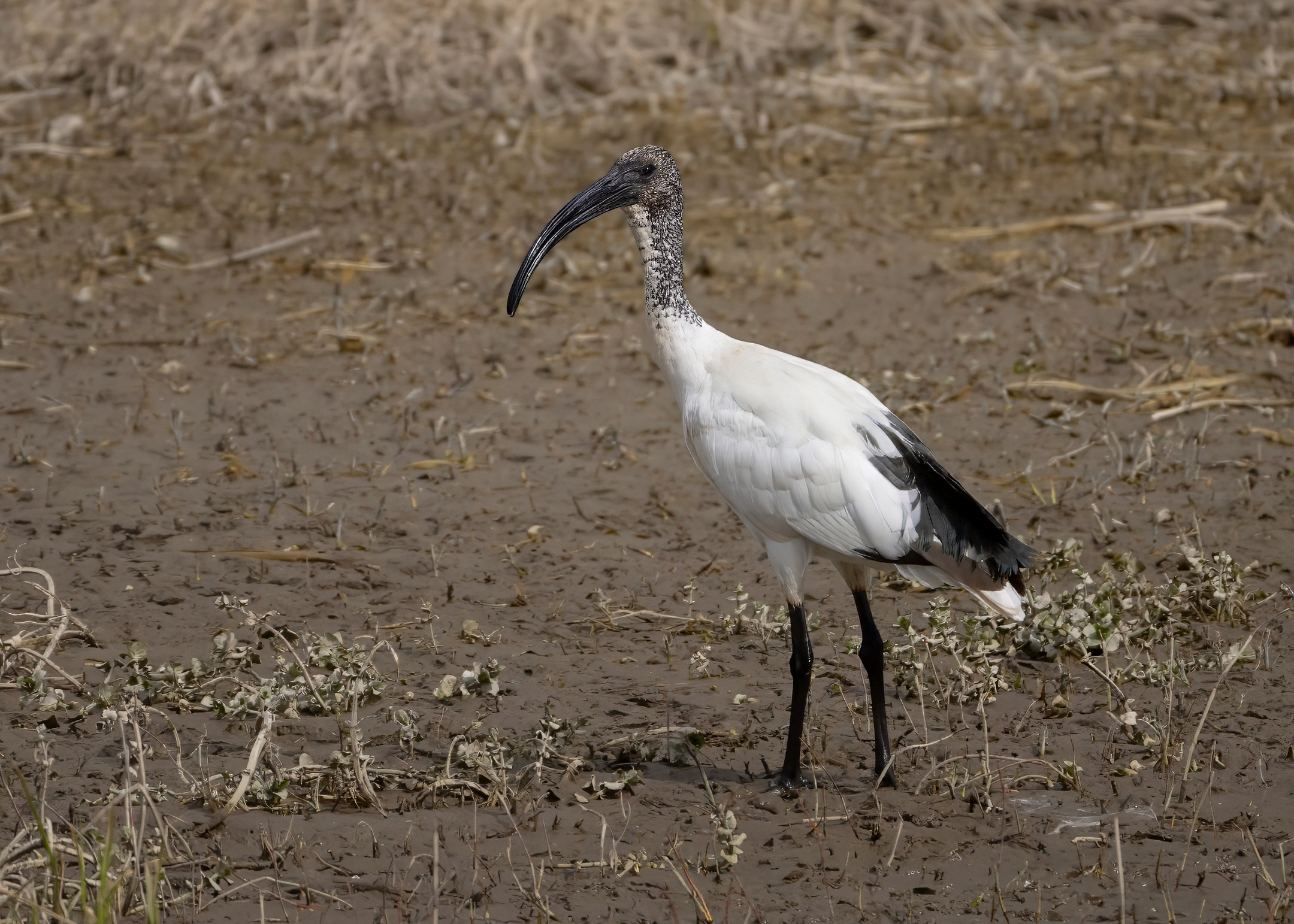 Sacred Ibis