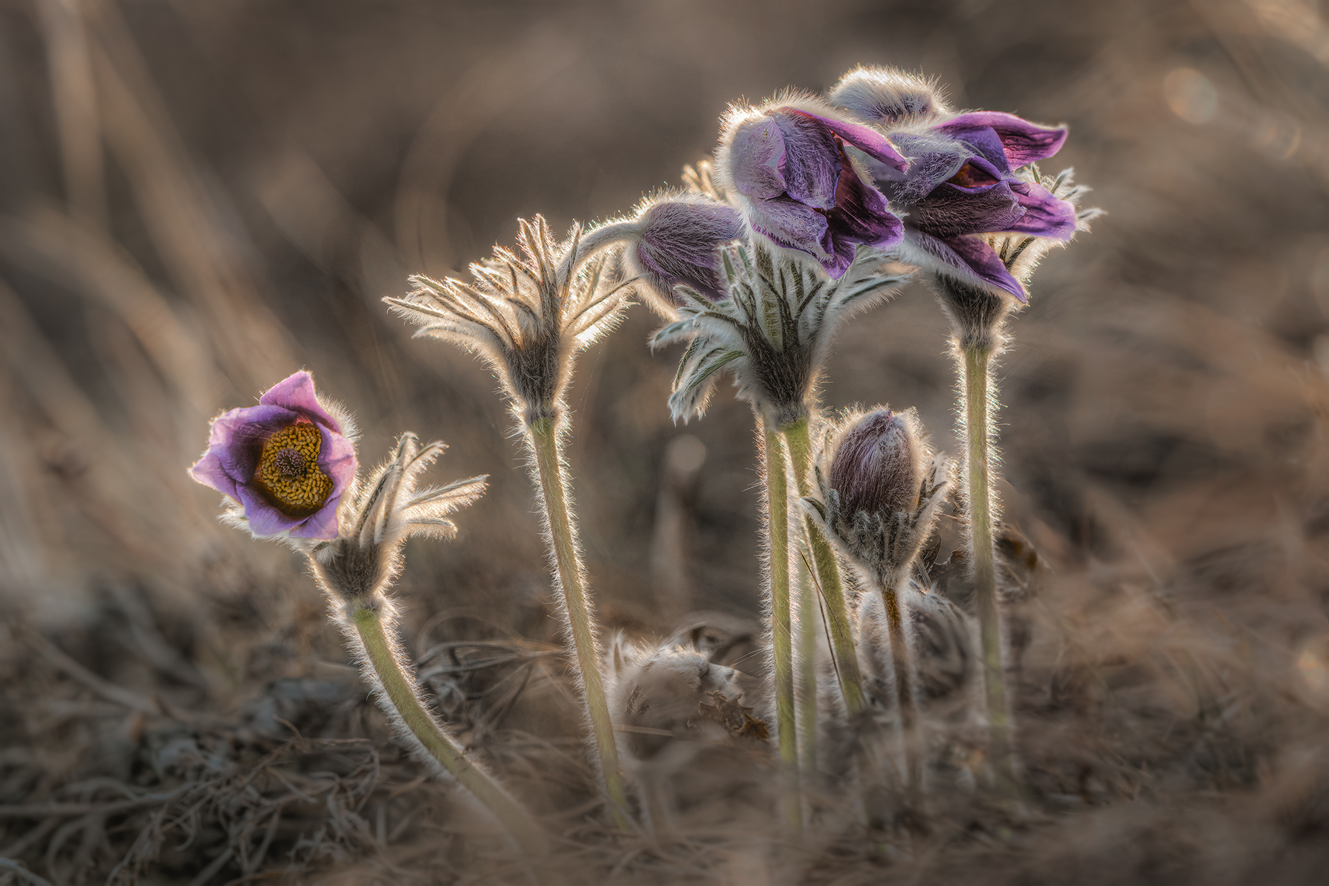 Ultime luci del giorno su un gruppo di pulsatille