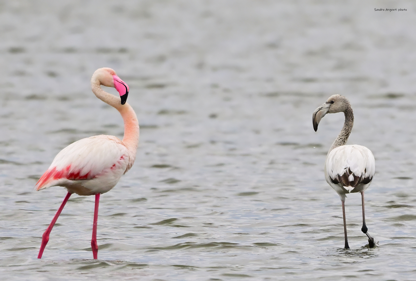 Alla Natura non serve Photoshop per virare al b/n...