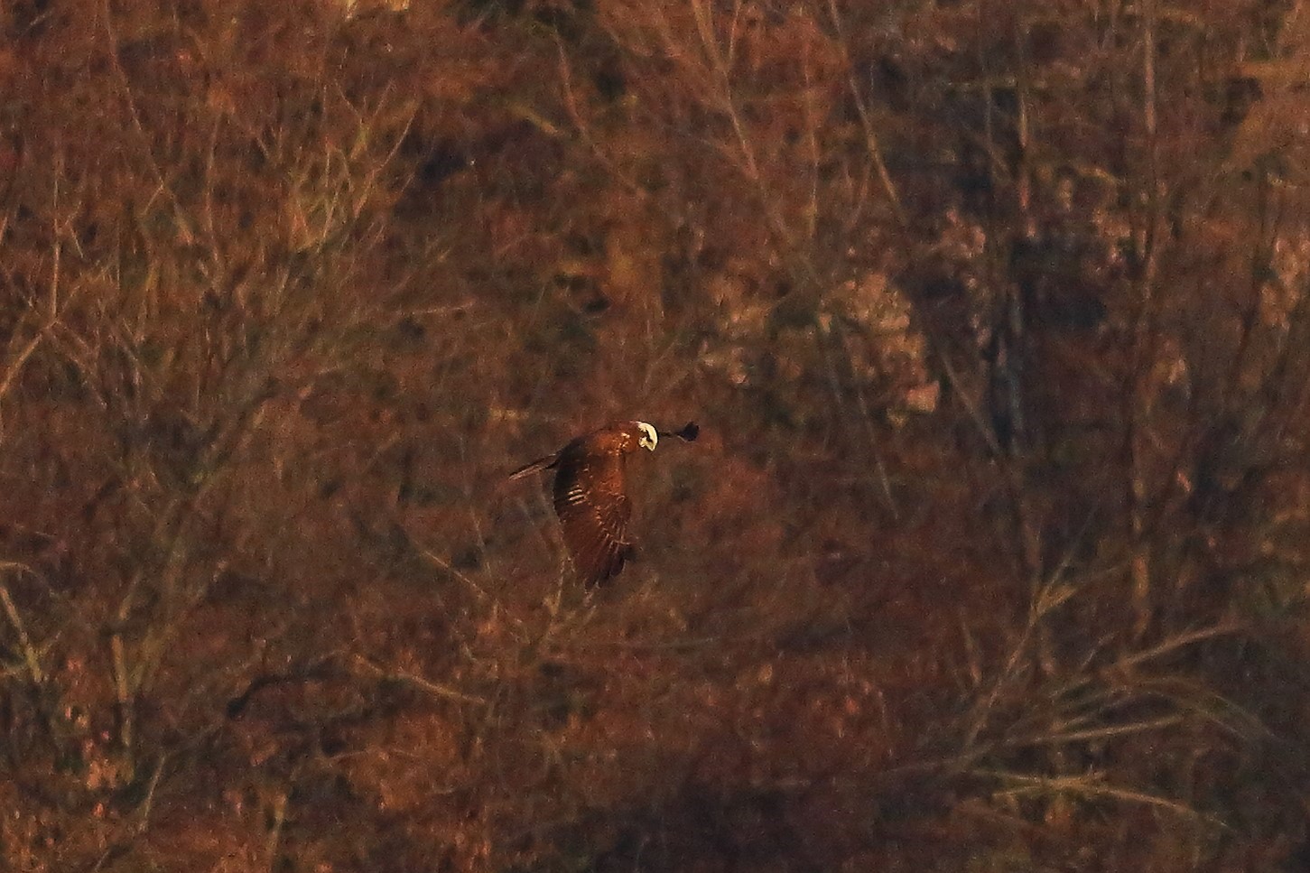 Marsh Harrier F 20-12-2023