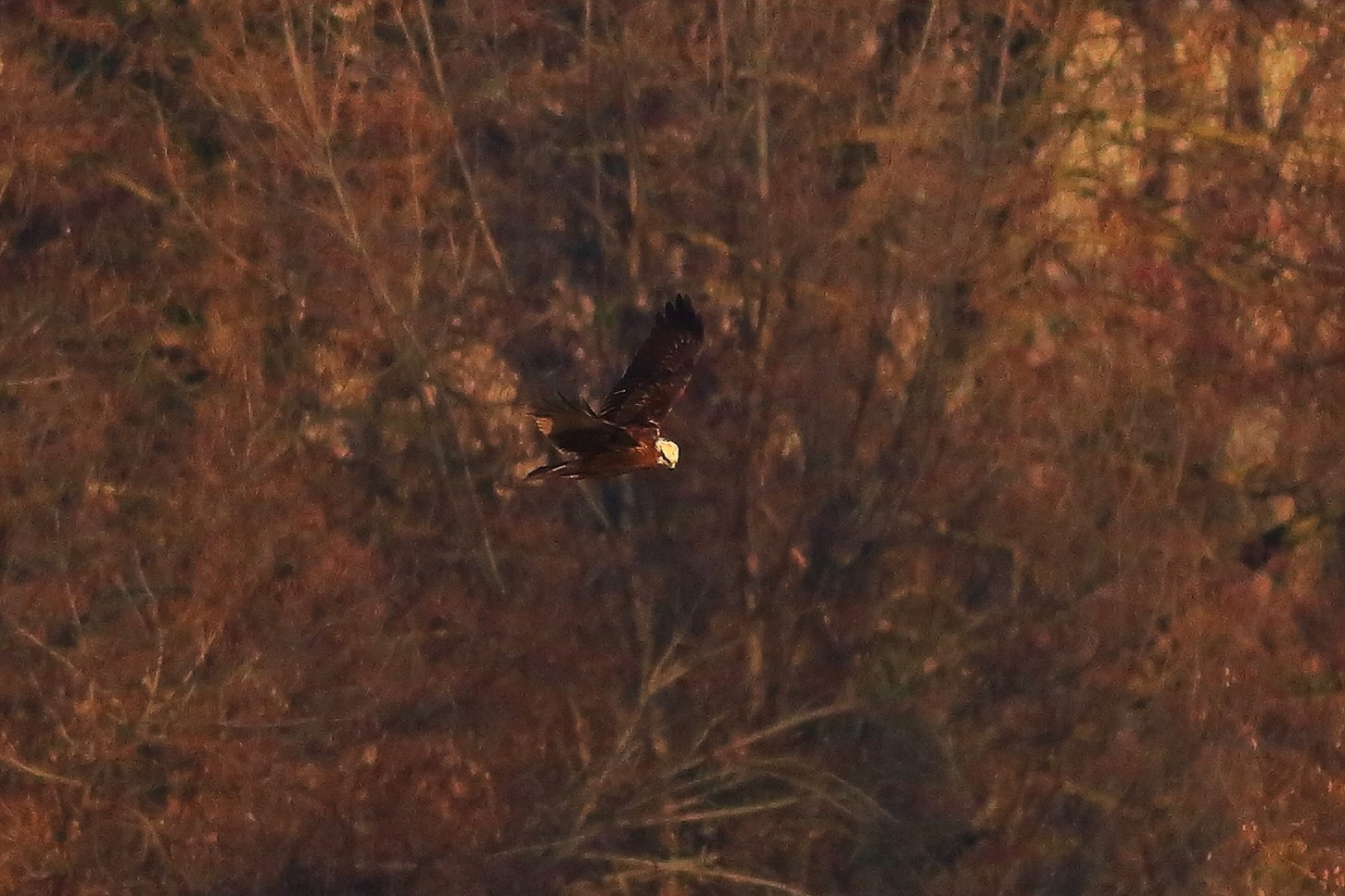 Marsh Harrier F 20-12-2023