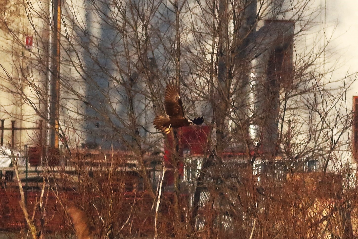 Marsh Harrier F 20-12-2023