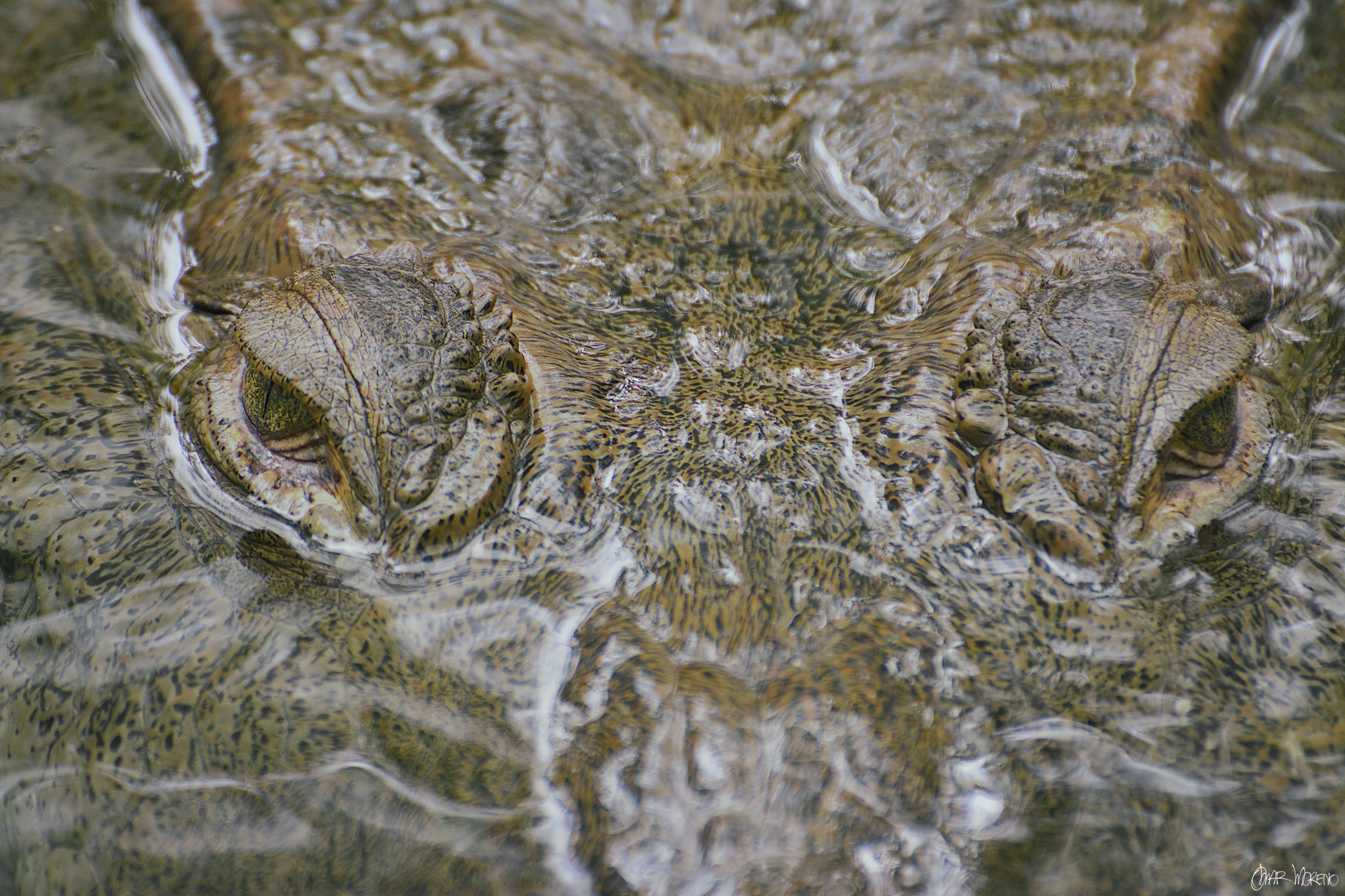 Crocodylus acutus