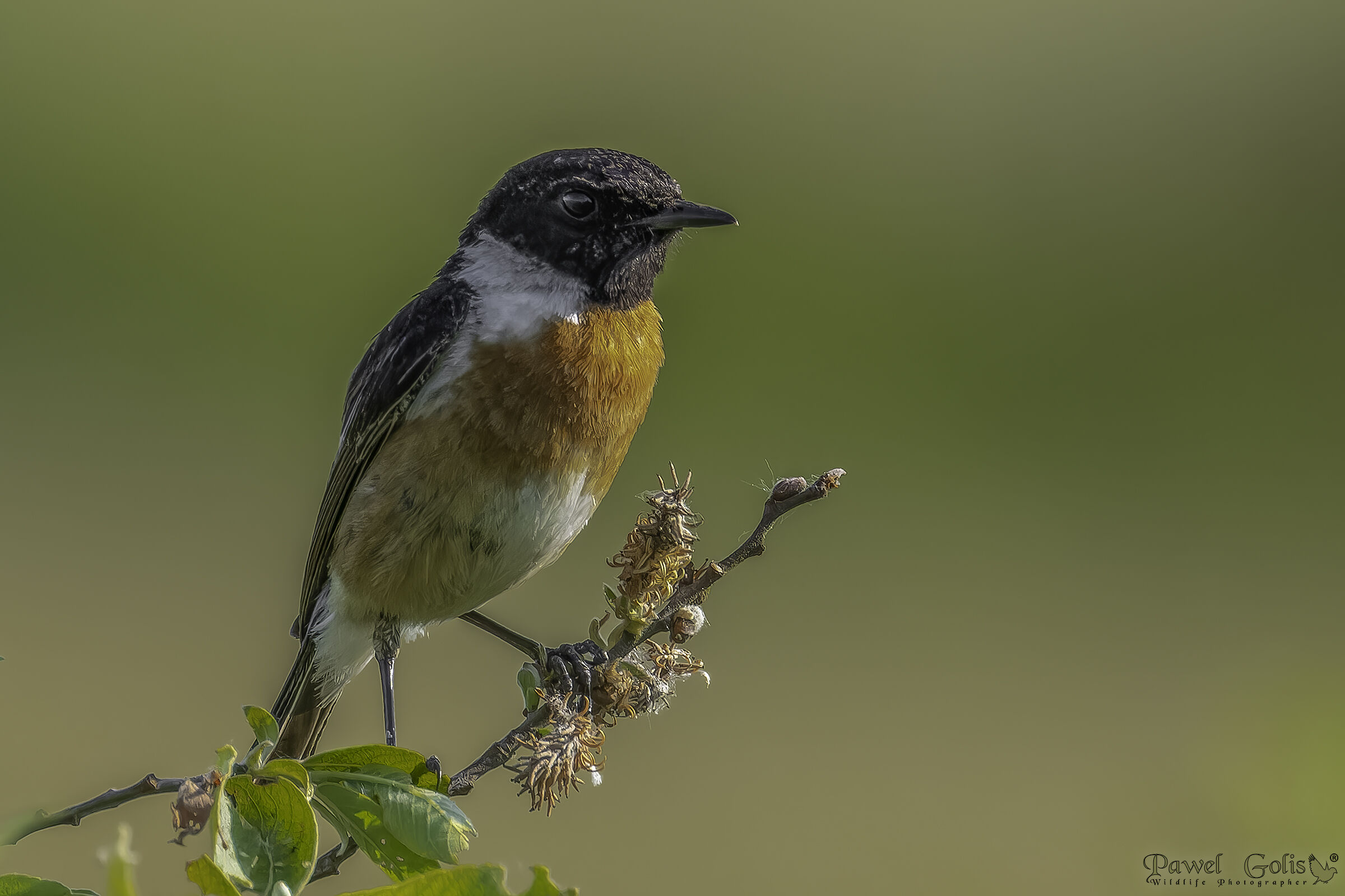 Saltimpalo (Saxicola rubicola)