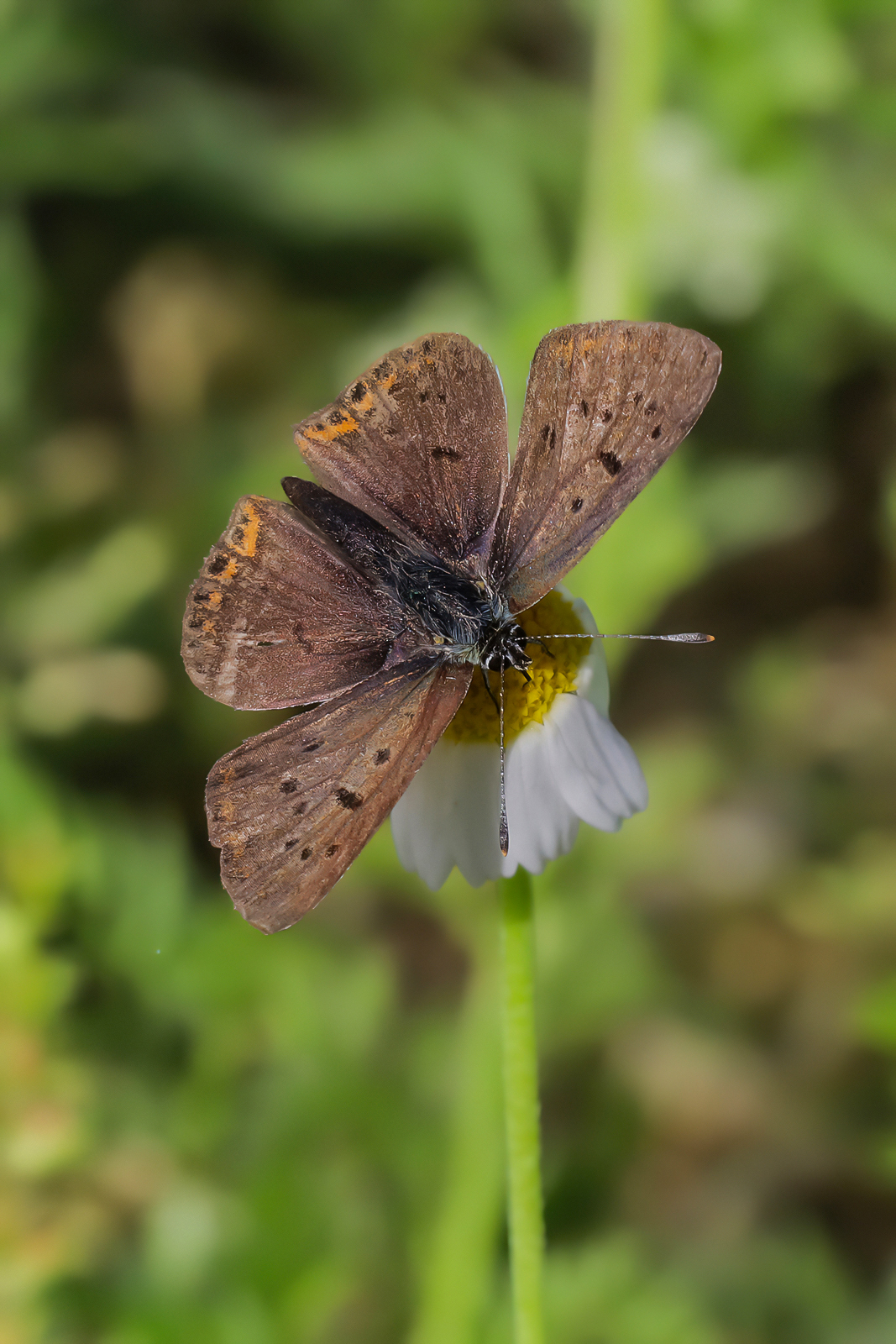 Lycaena tityrus