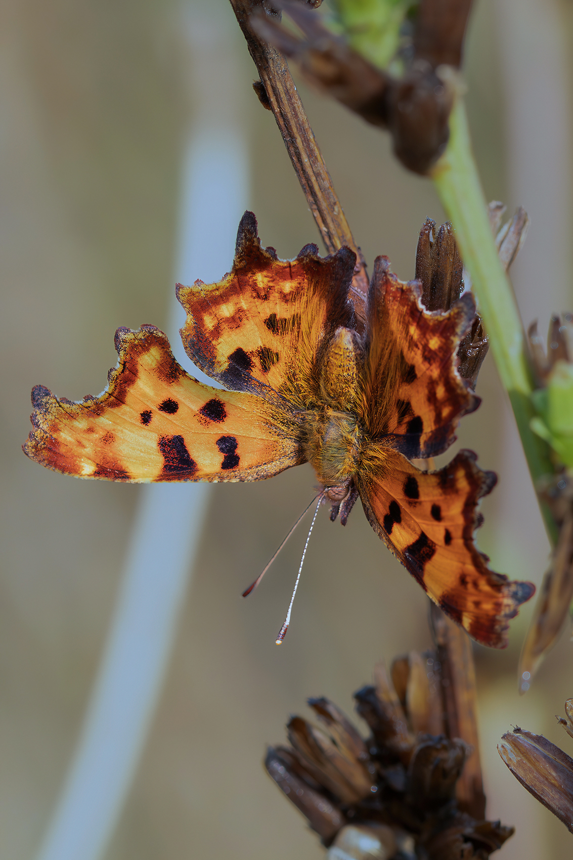 Polygonia c-album