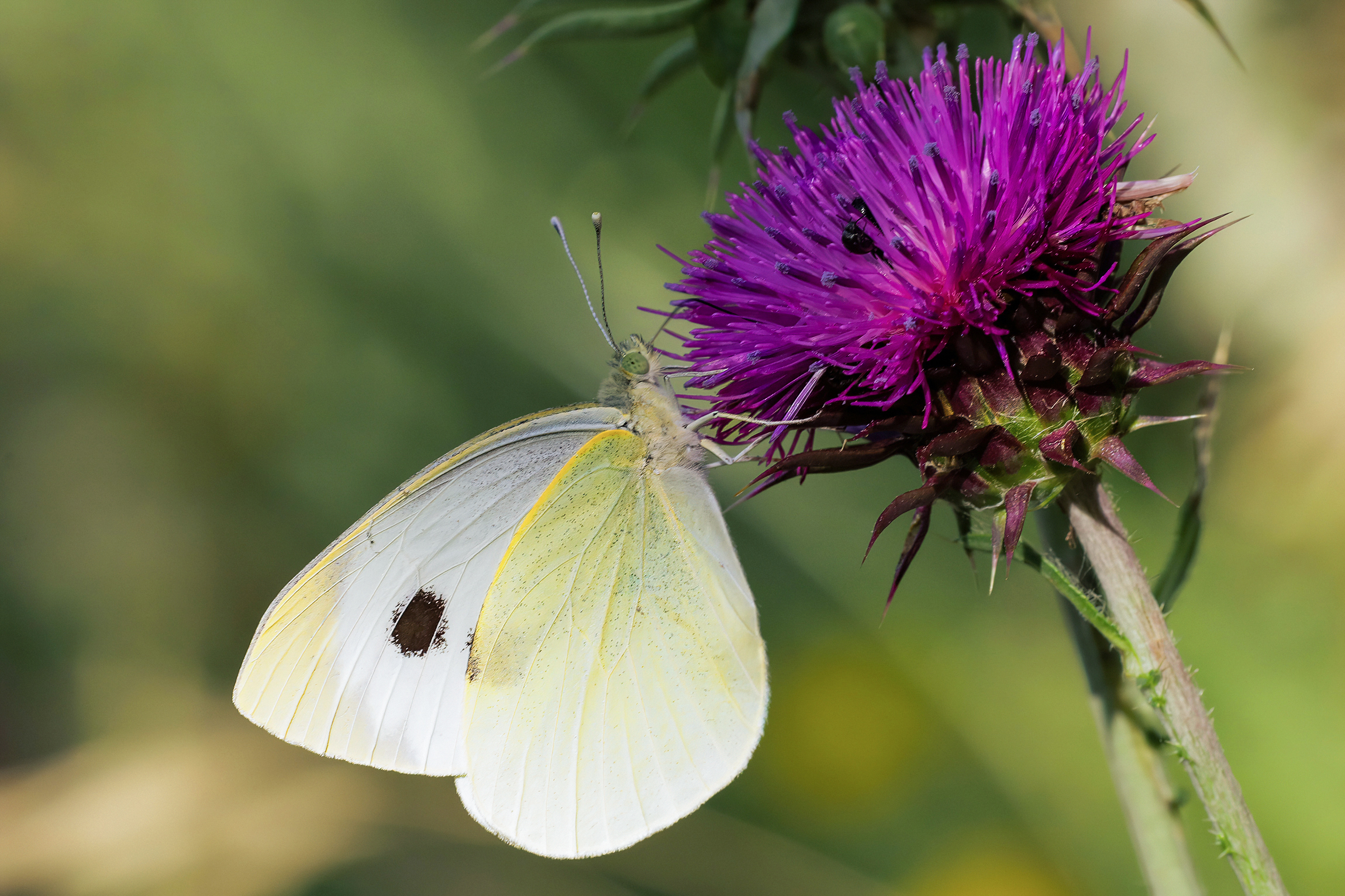 Pieris brassicae