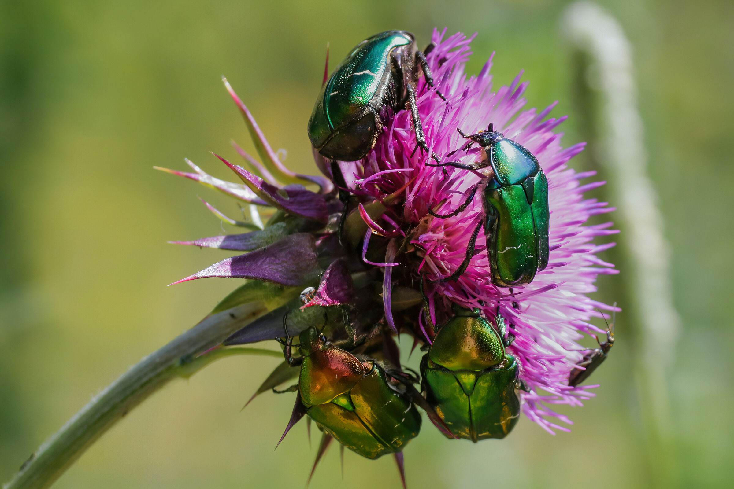 Come on, there's room...