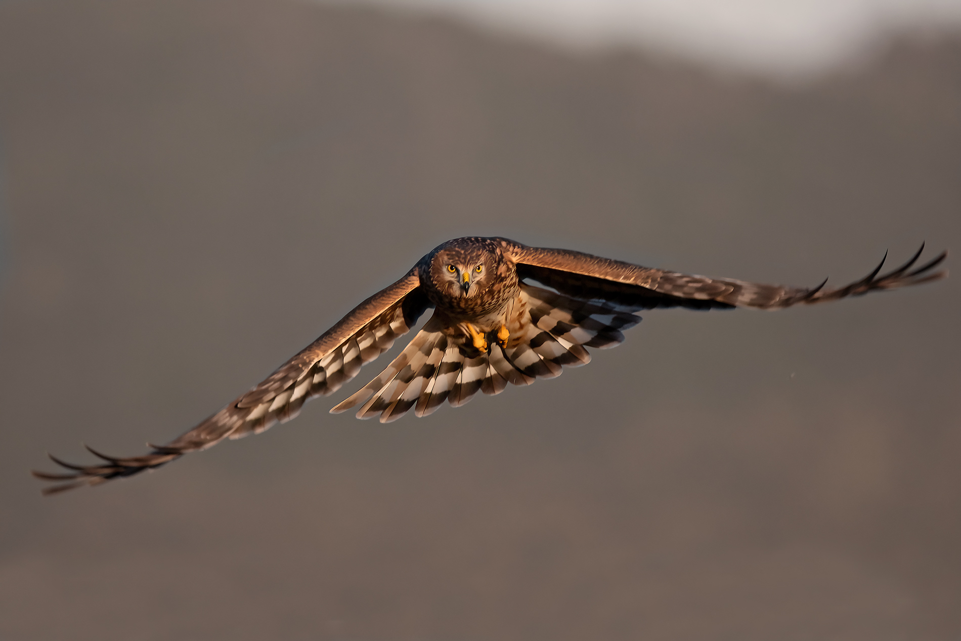 albanella reale   femmina