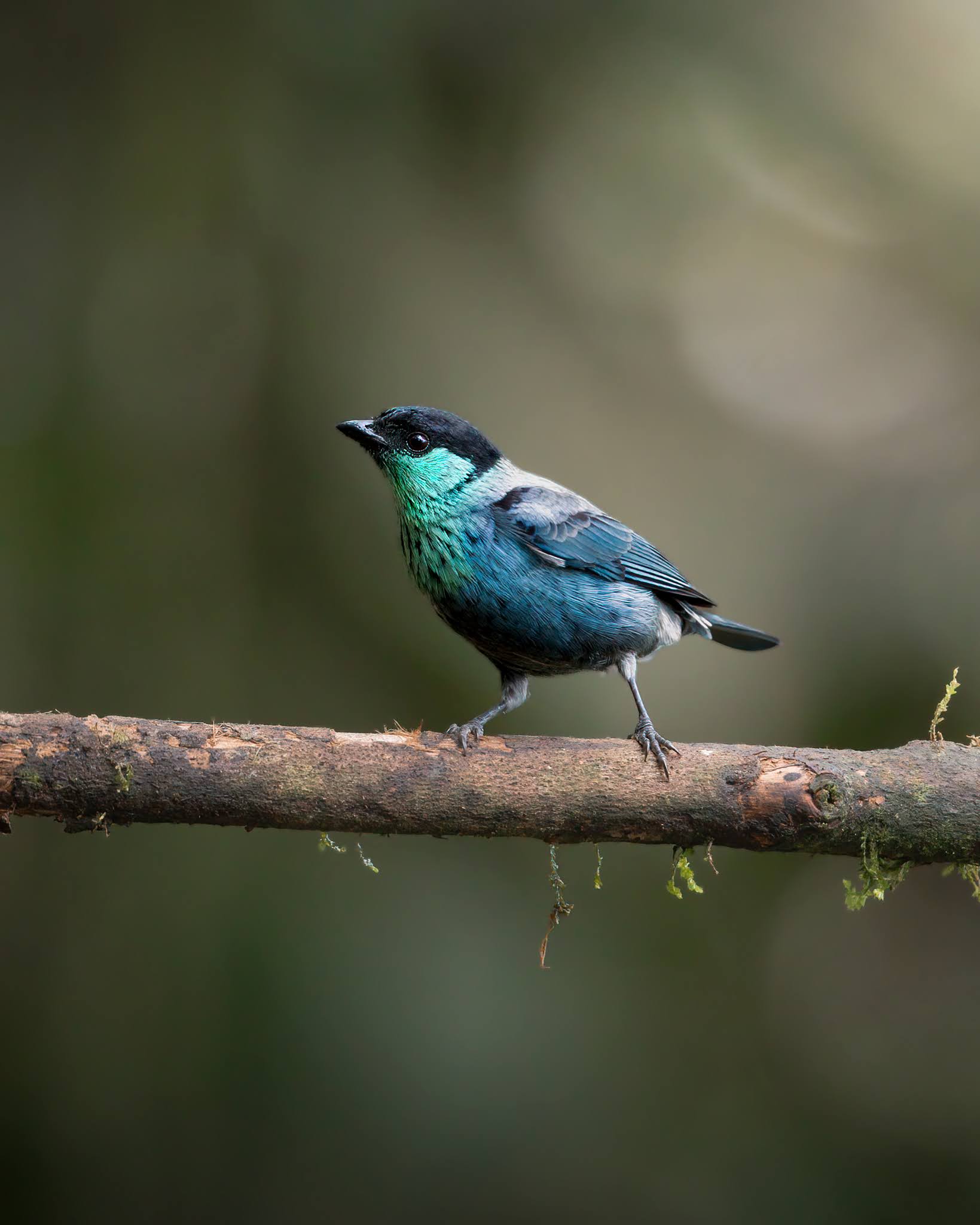 Tangara