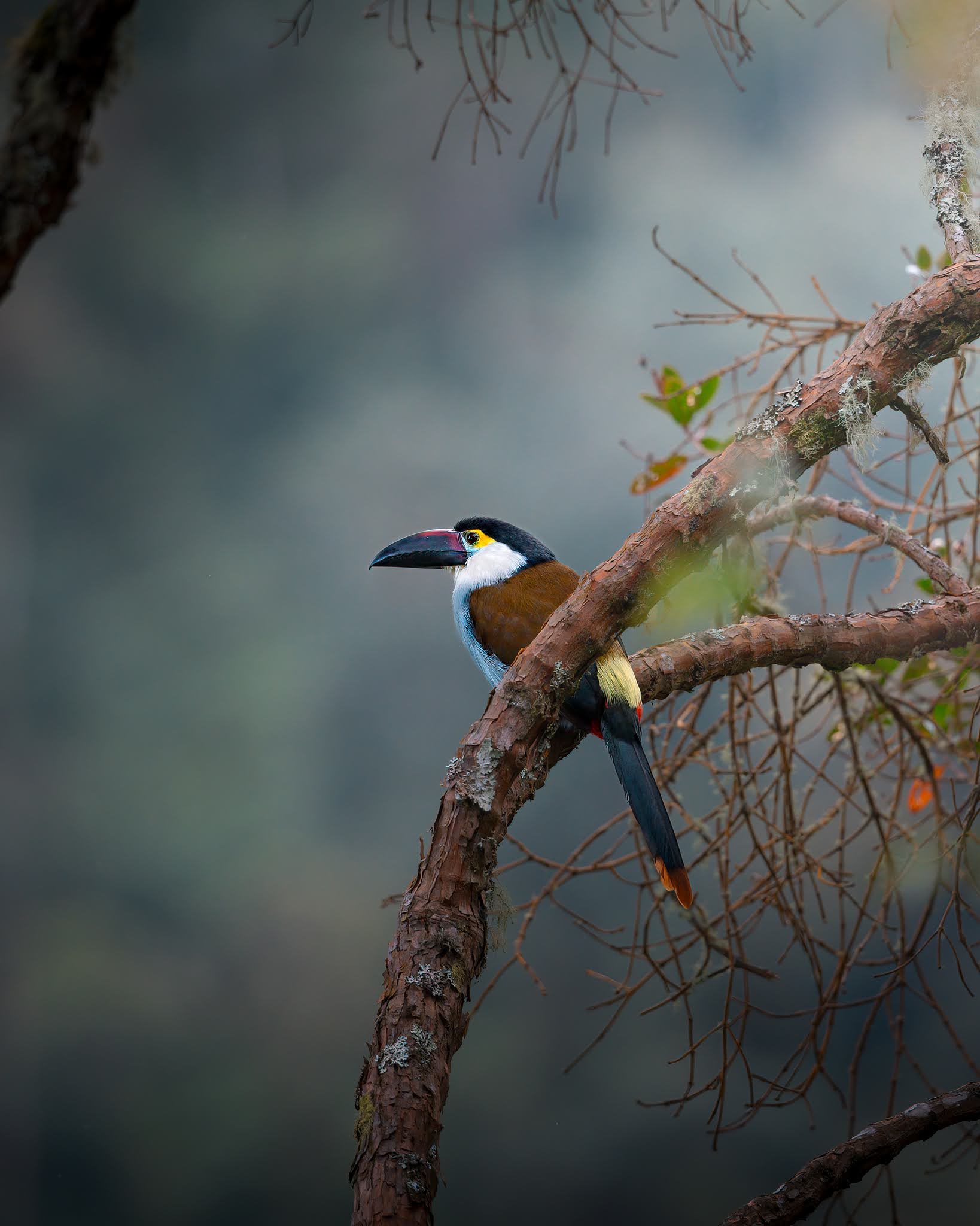 Blue-breasted mountain toucan