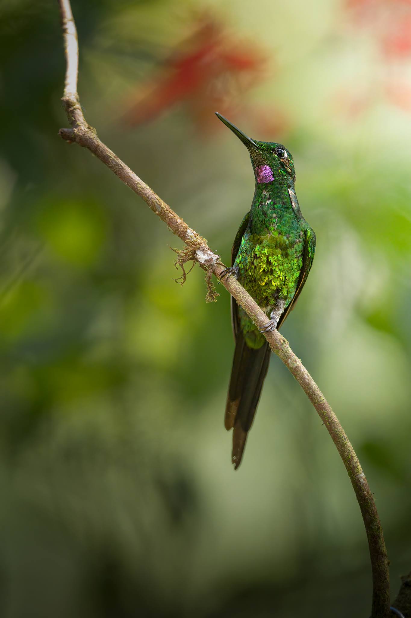 Hummingbird Brilliant Emperor