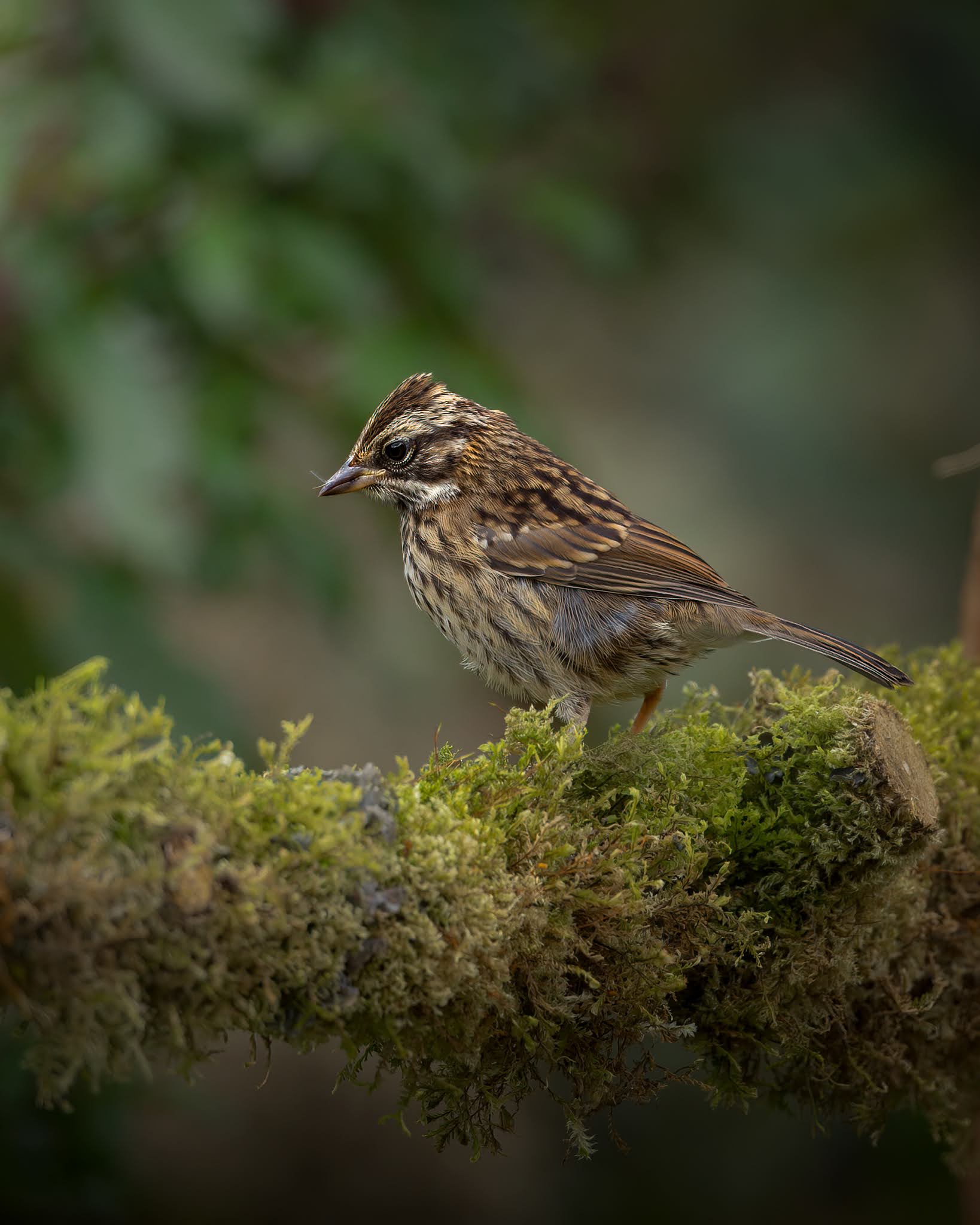 Rufous-collared sparrow