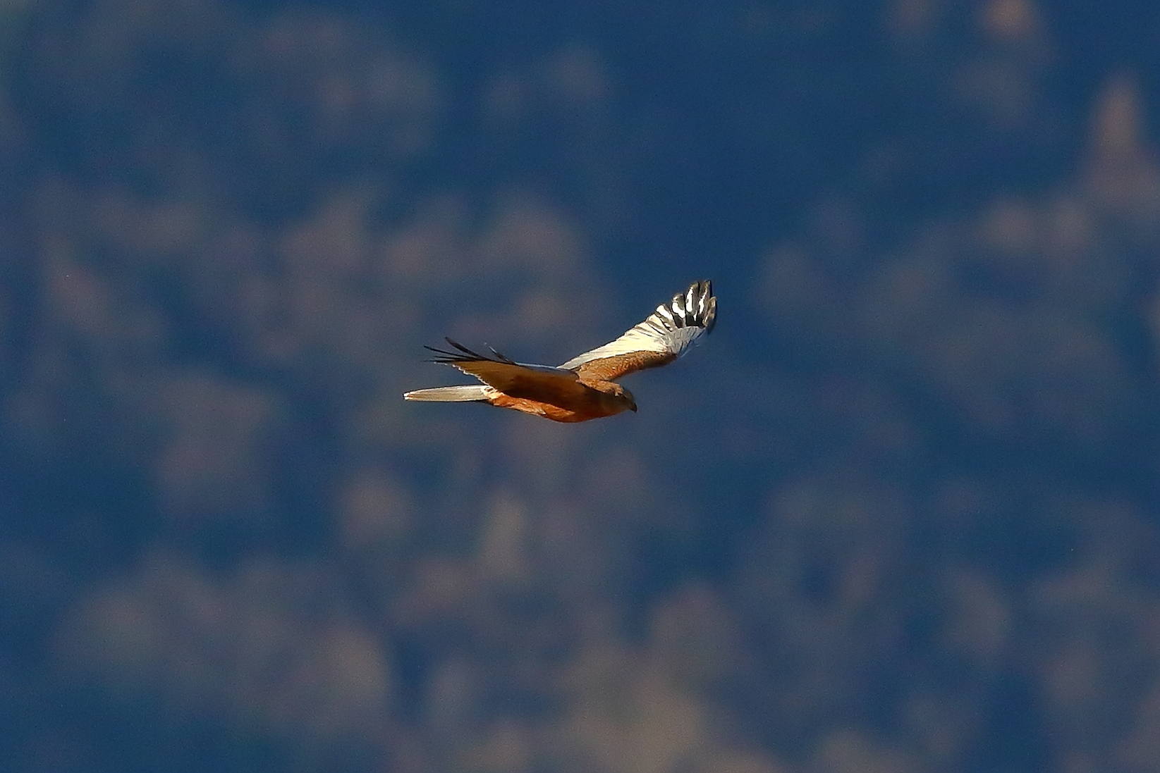 Marsh Harrier M 23-12-2023