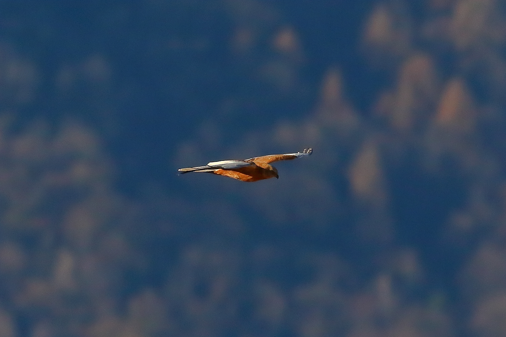 Marsh Harrier M 23-12-2023