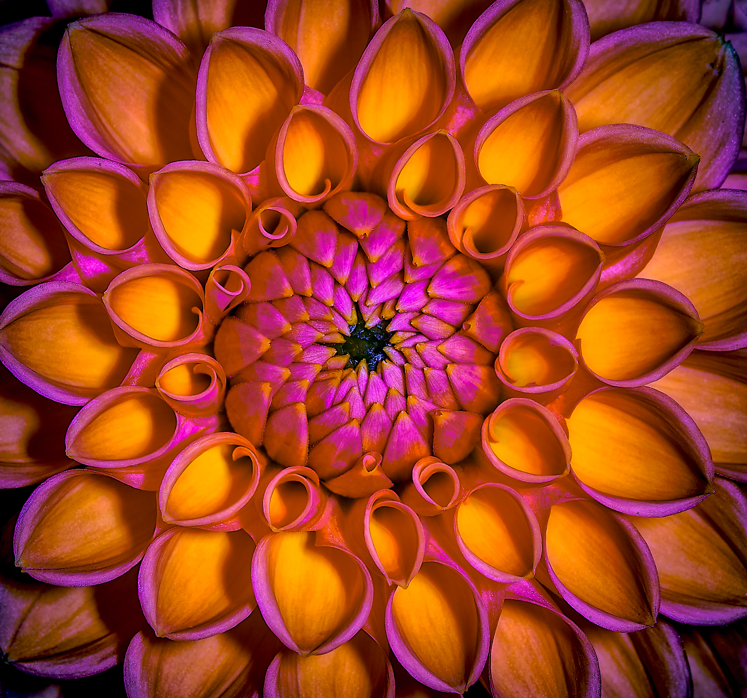 Dahlia