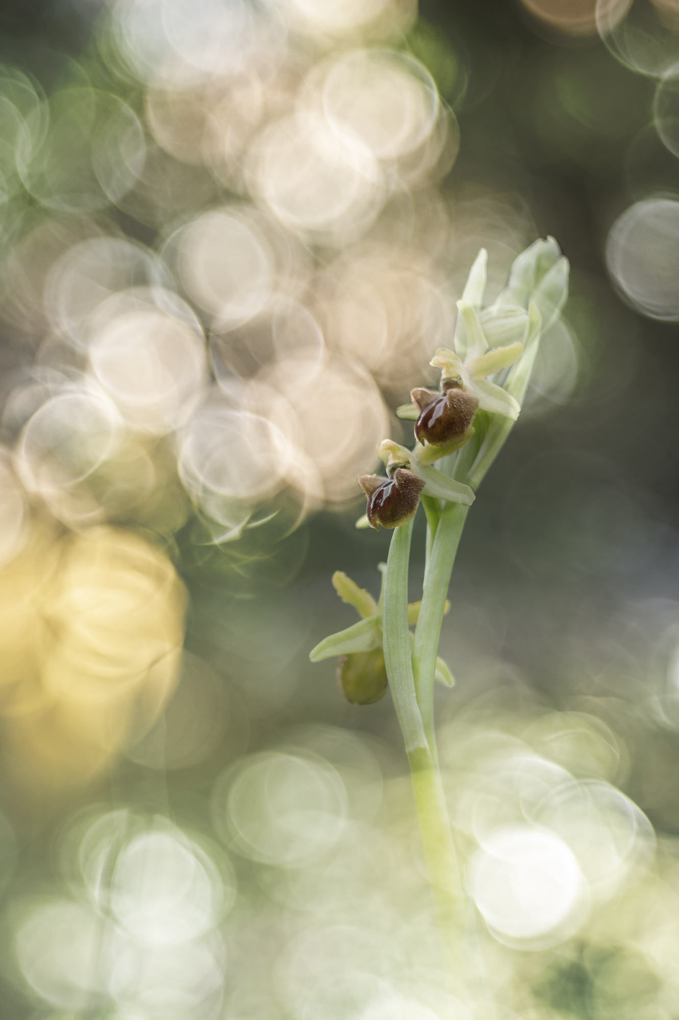 » Ophrys sphegodes