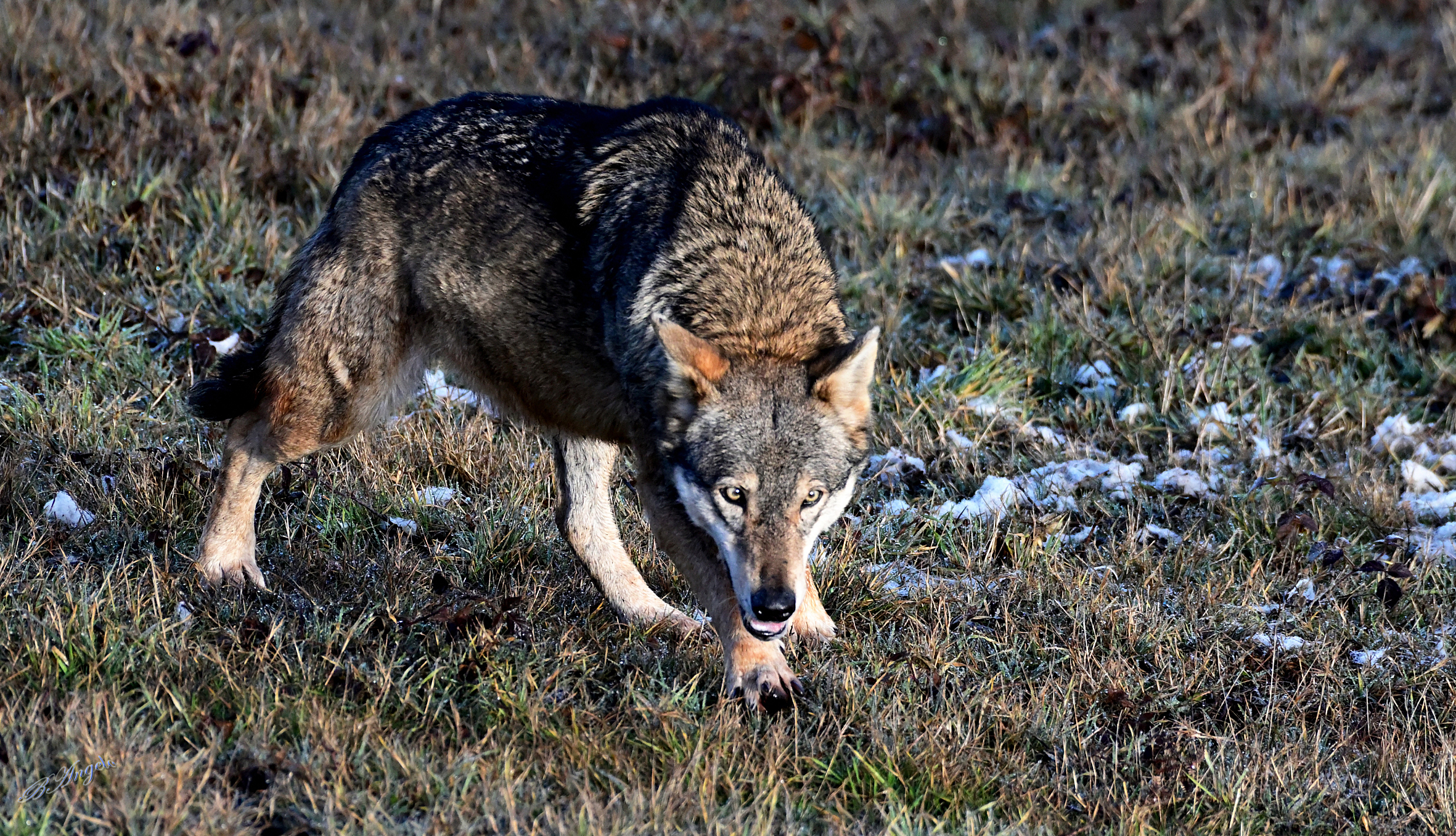 Lupo, (M. Amiata GR)
