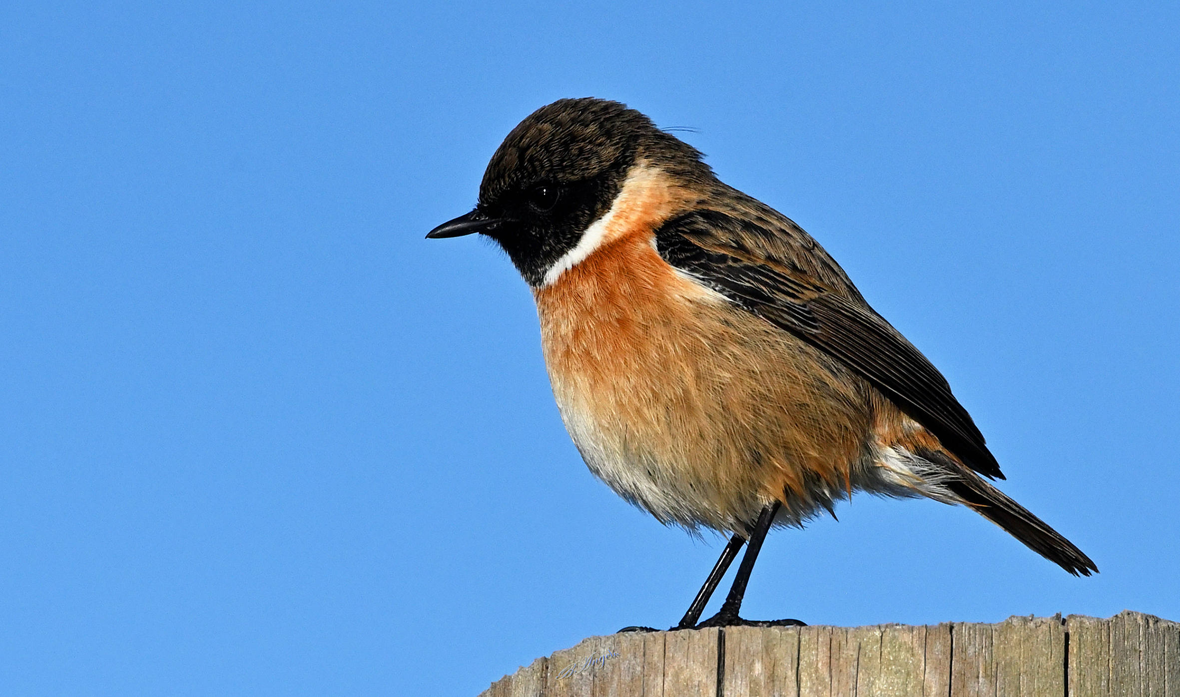 Saltimpalo (Tuscan Maremma)