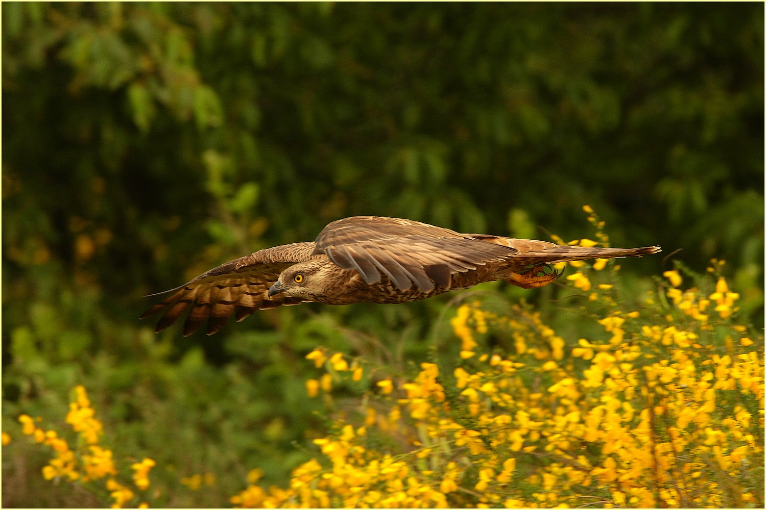 ,, falco pecchiaiolo ,,