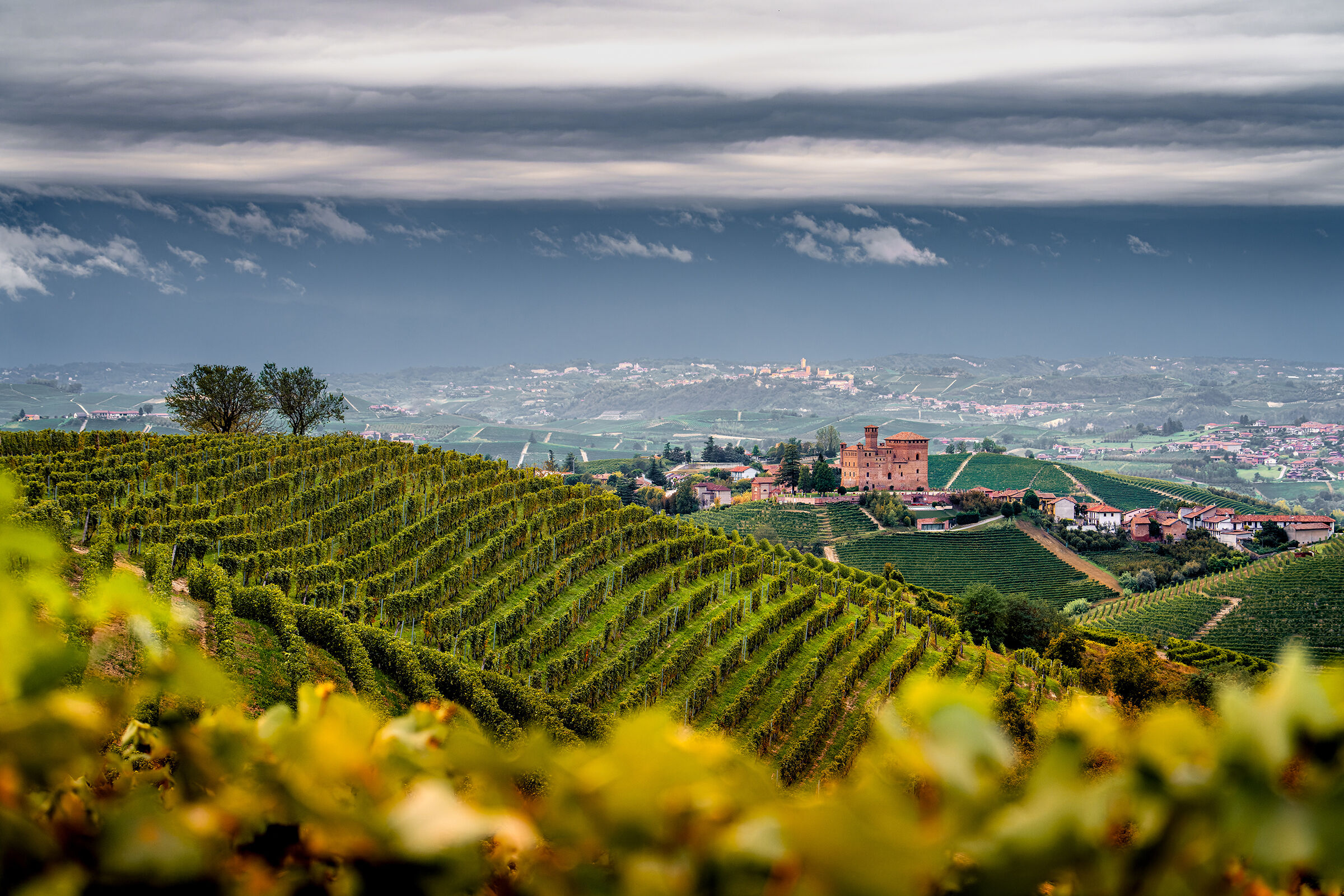 Waiting for autumn in the vineyards of Grinzane