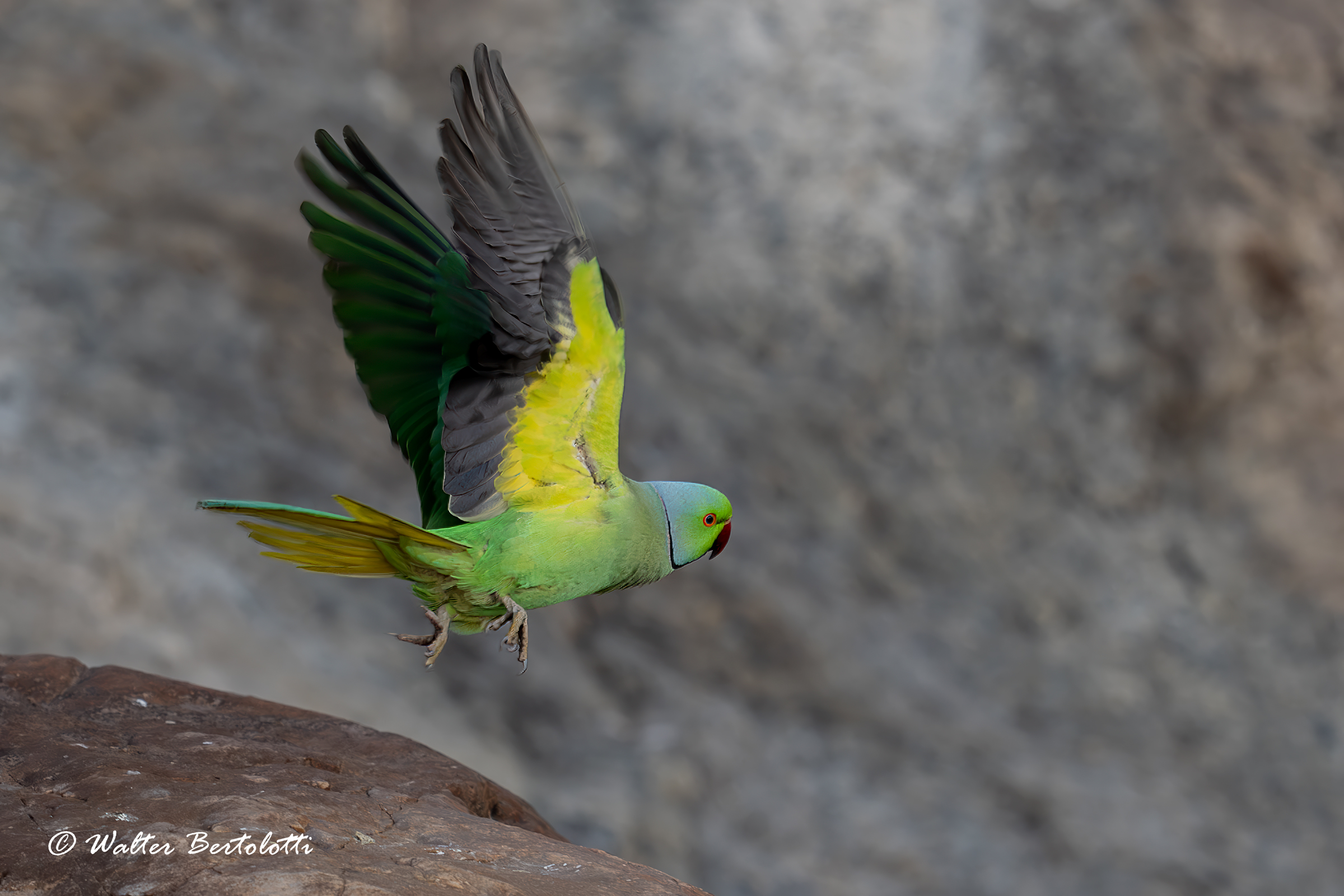 qui è dove sono nato