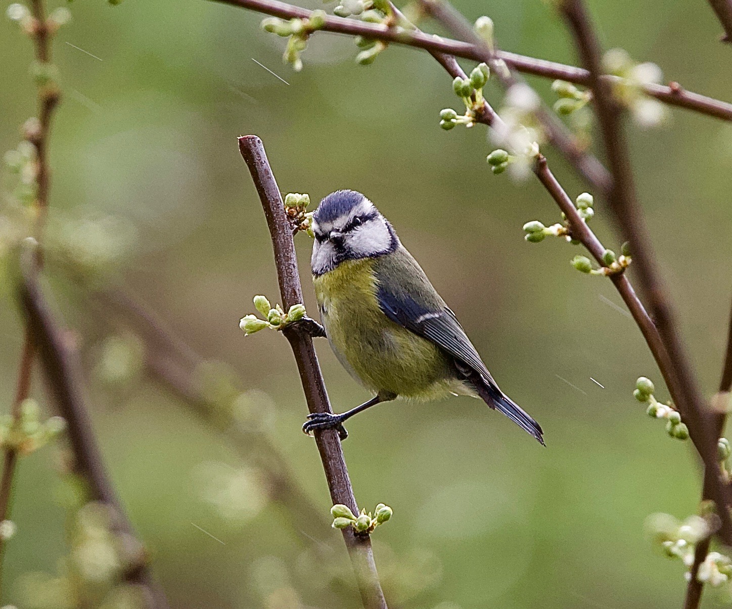 La primavera sta arrivando...