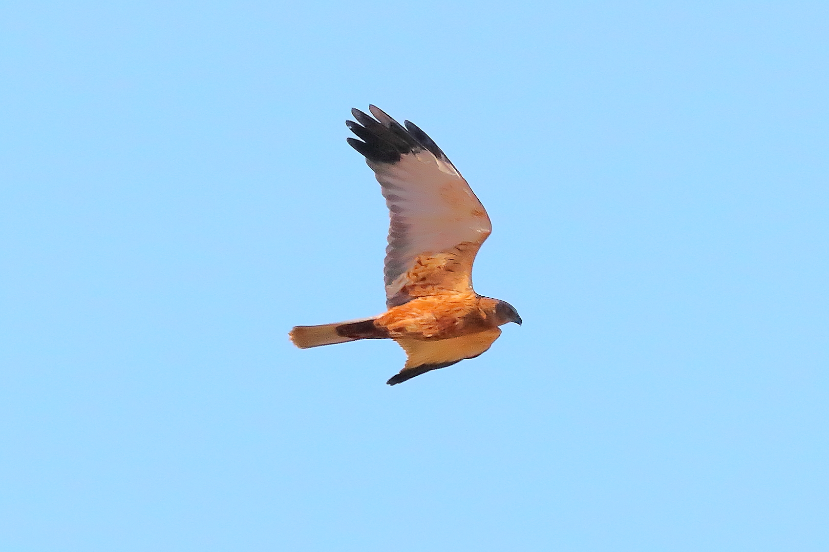 Marsh Harrier M 23-12-2023
