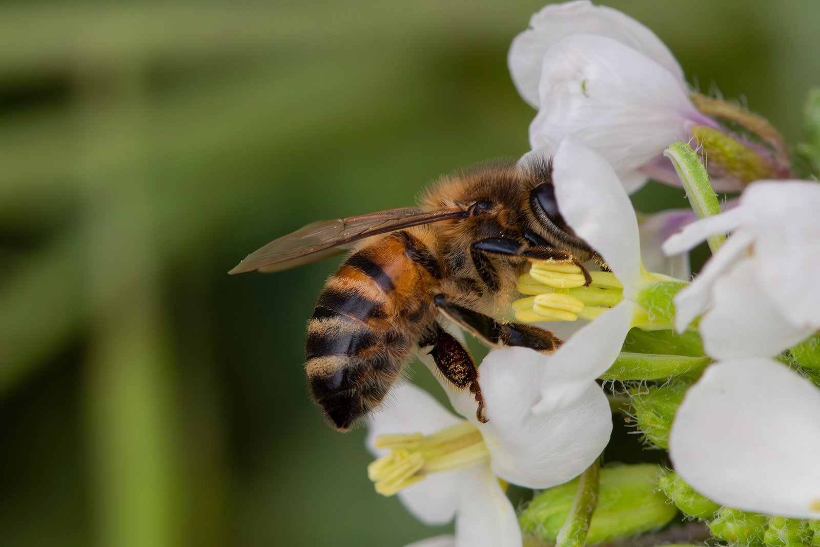 Searching in the pantry