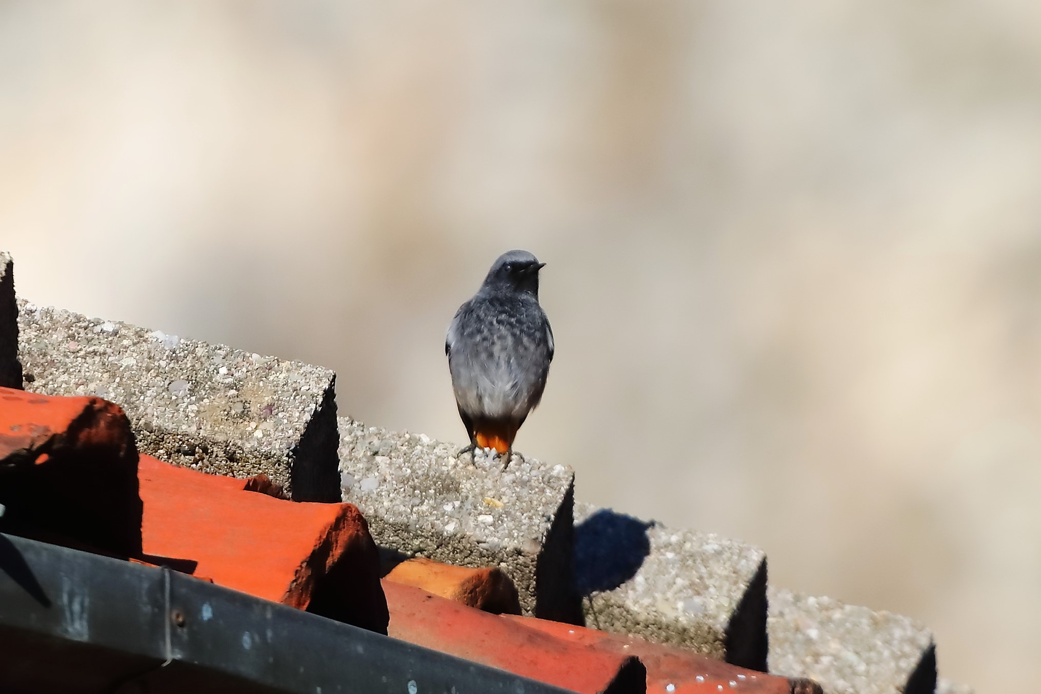 Redstart M 19-12-2023