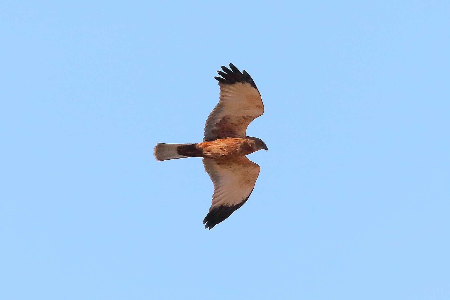 Marsh Harrier M 23-12-2023