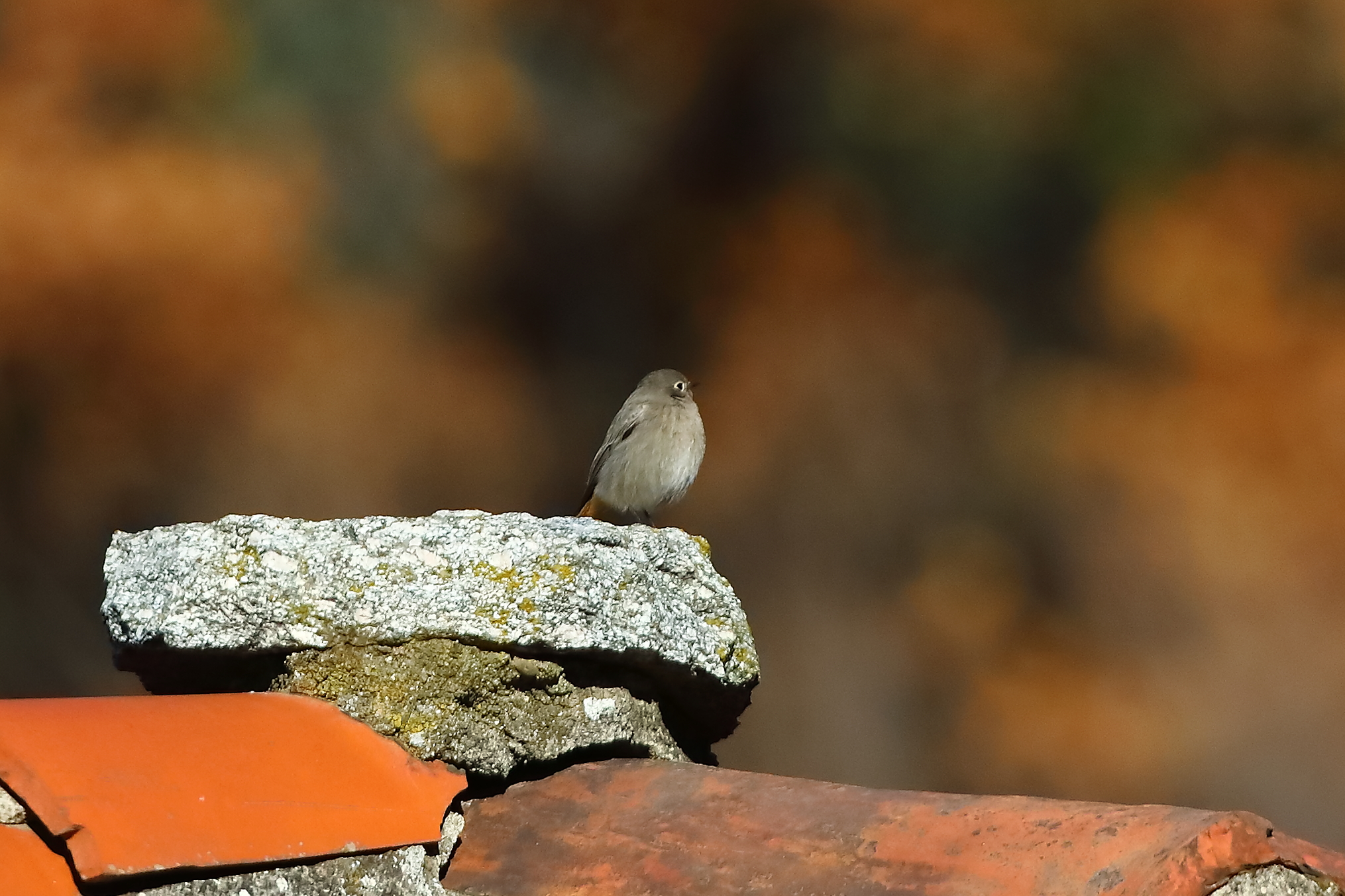 Redstart F 19-12-2023