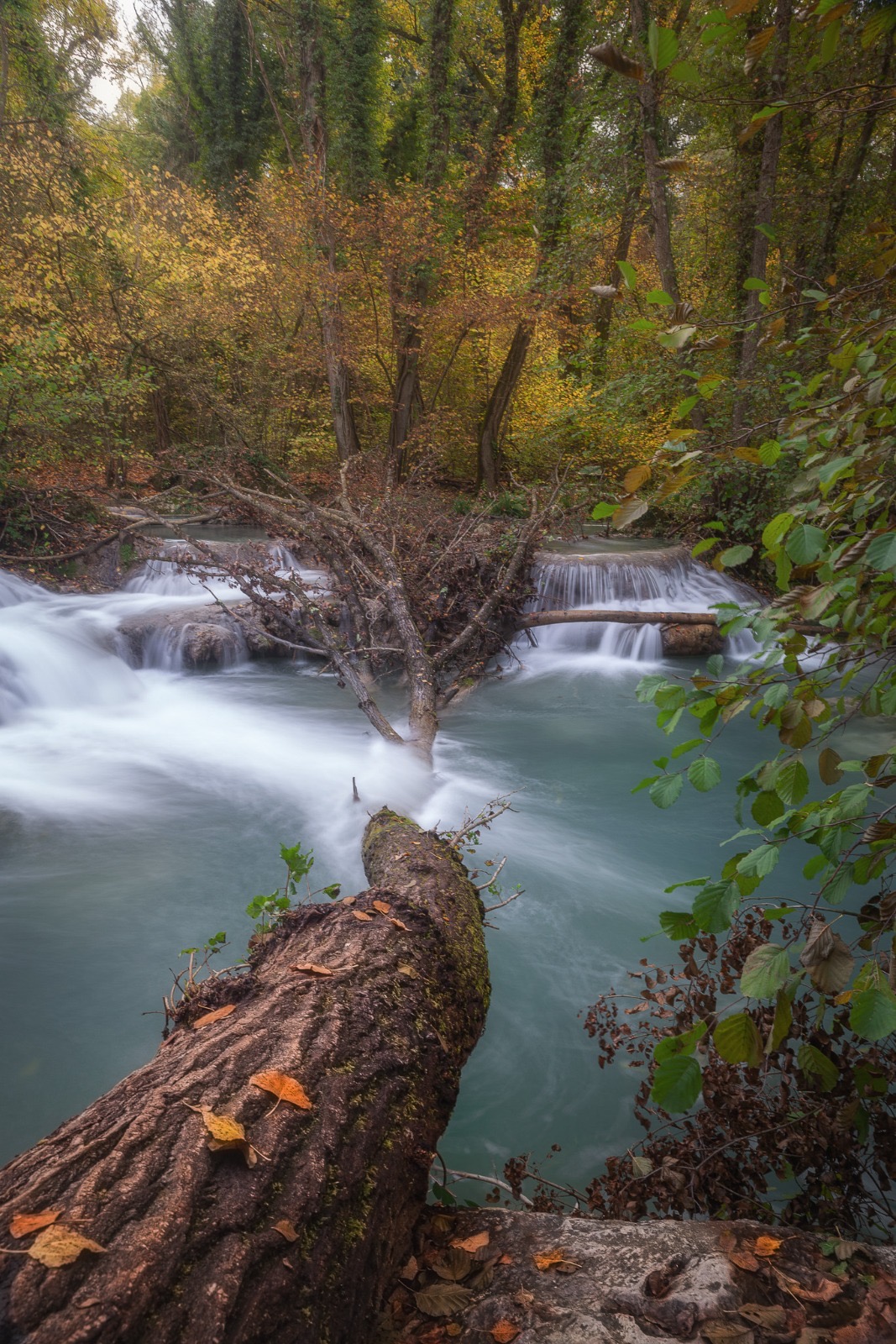 The chronicles of Elsa.