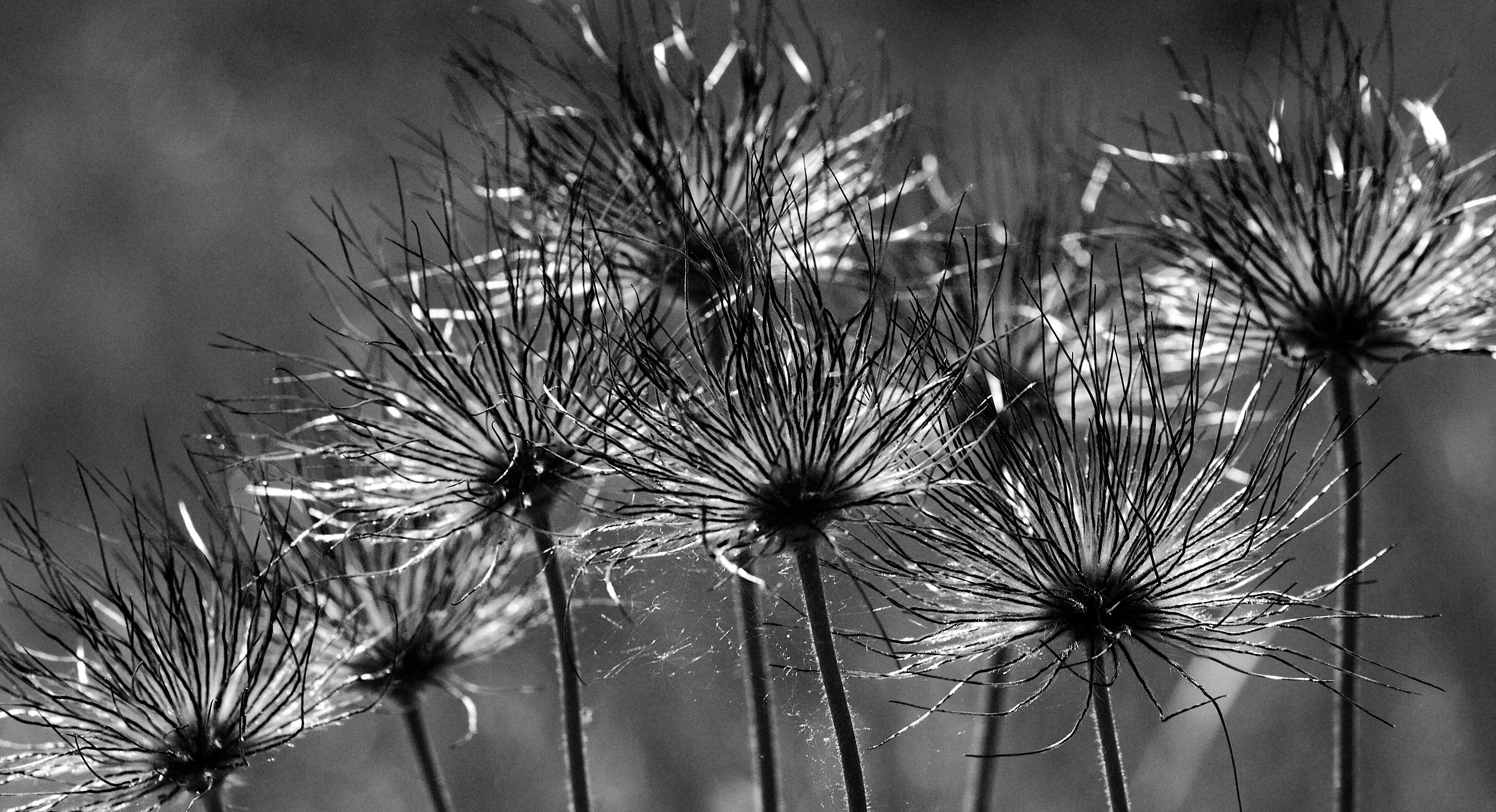 Pulsatilla pratensis