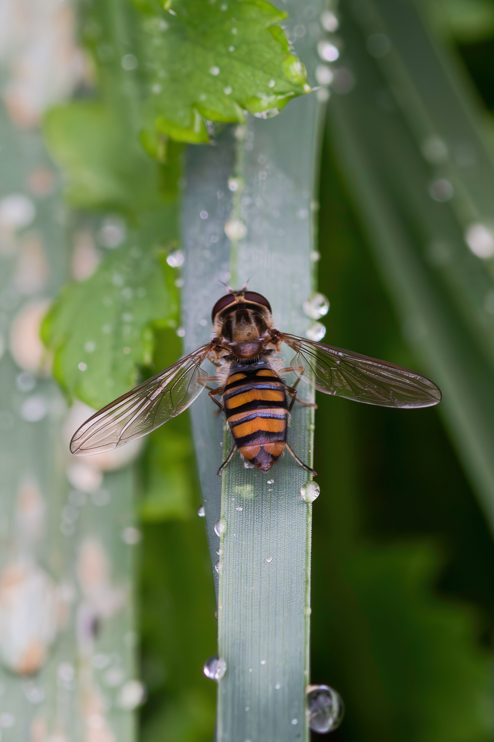 Episyrphus balteatus