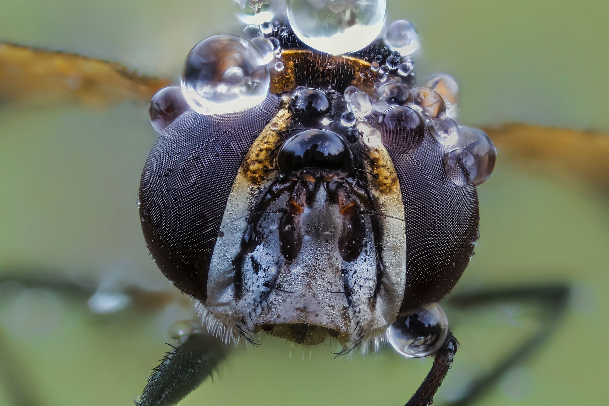 Trichopoda pictipennis