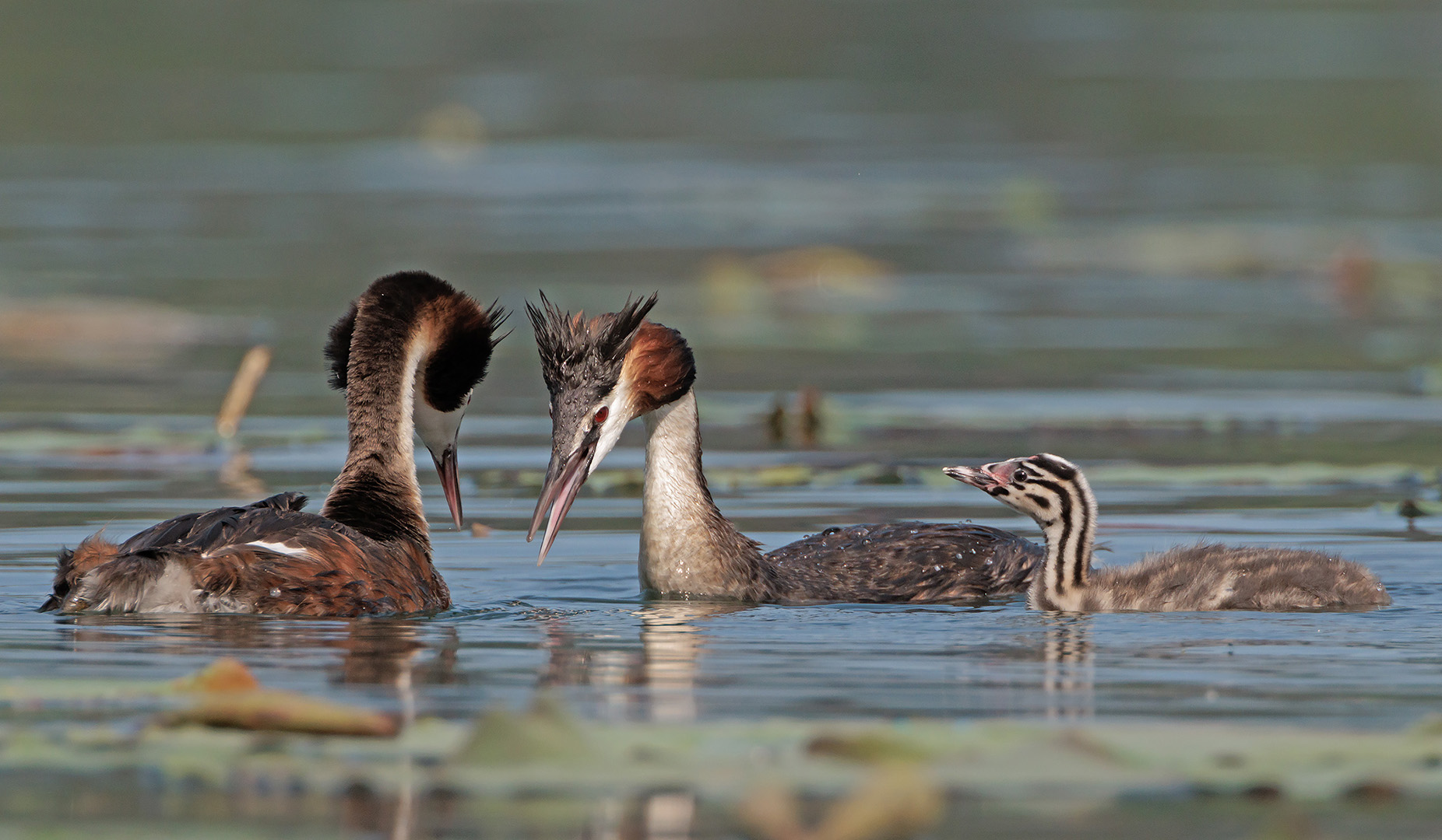 The little boy watching his parents dance