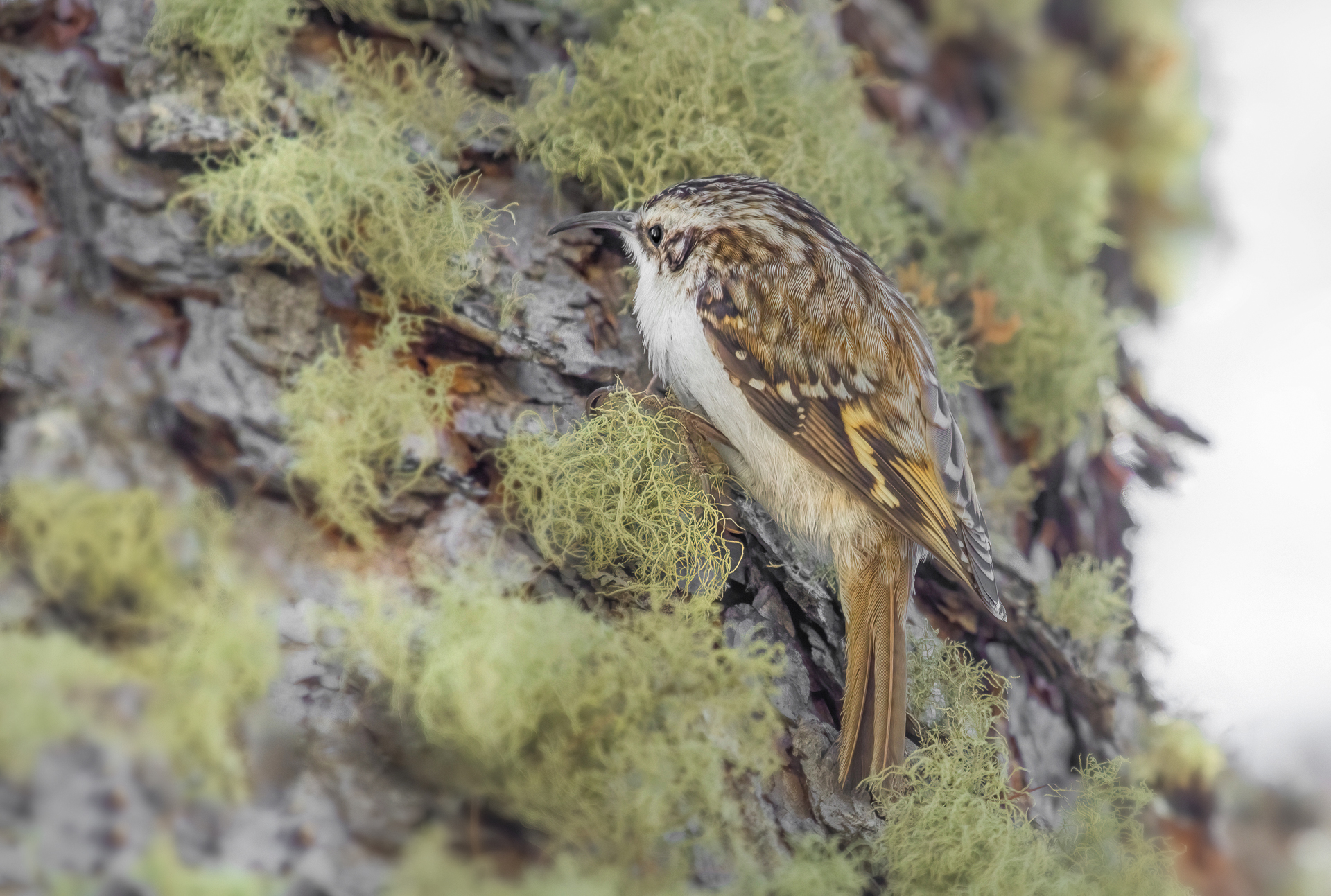 Treecreeper