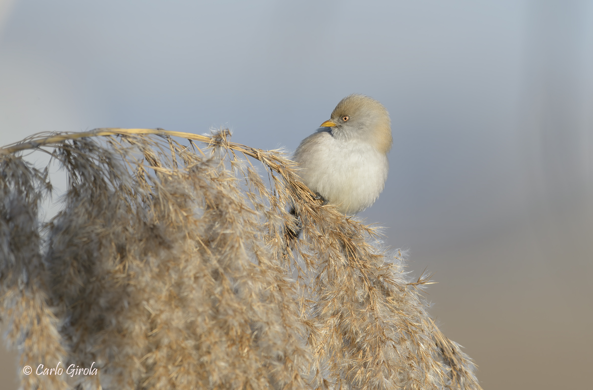 Basettino (Panurus biarmicus)