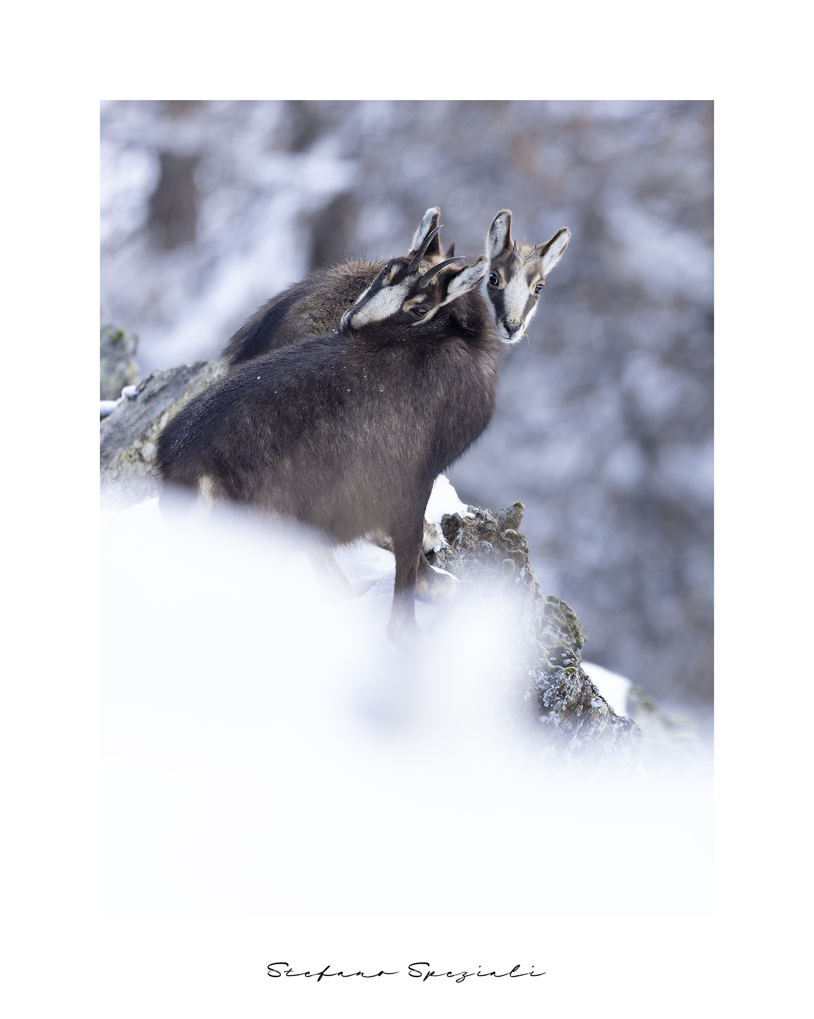 Camoscio - Rupicapra rupicapra