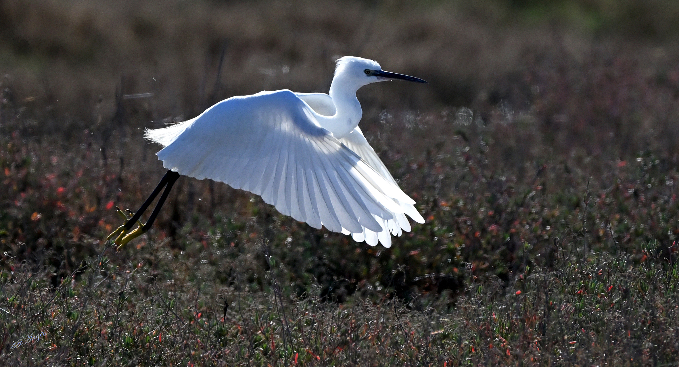 GARZETTA (Tuscan Maremma)
