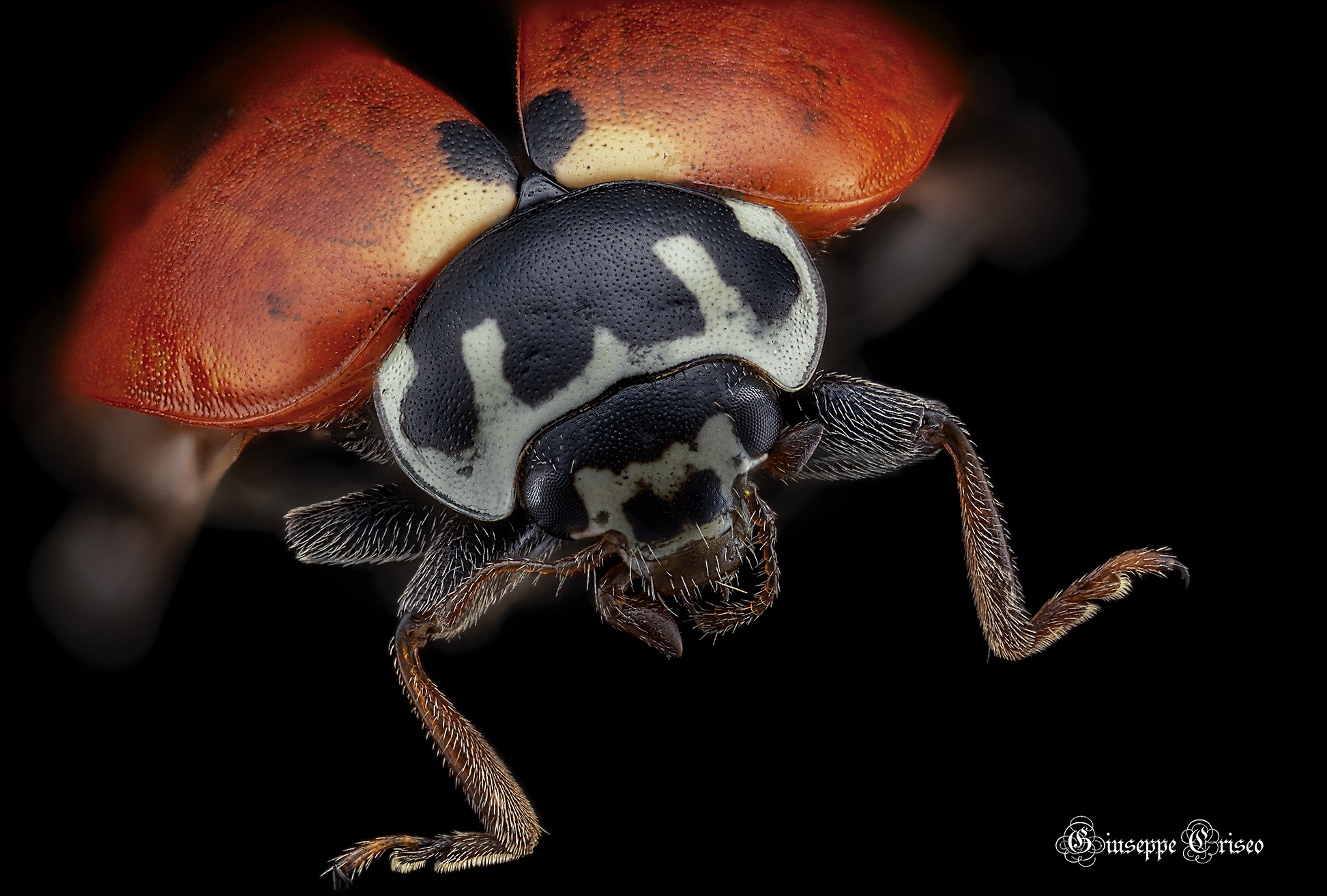 Ladybug septempunctata, Coleoptera