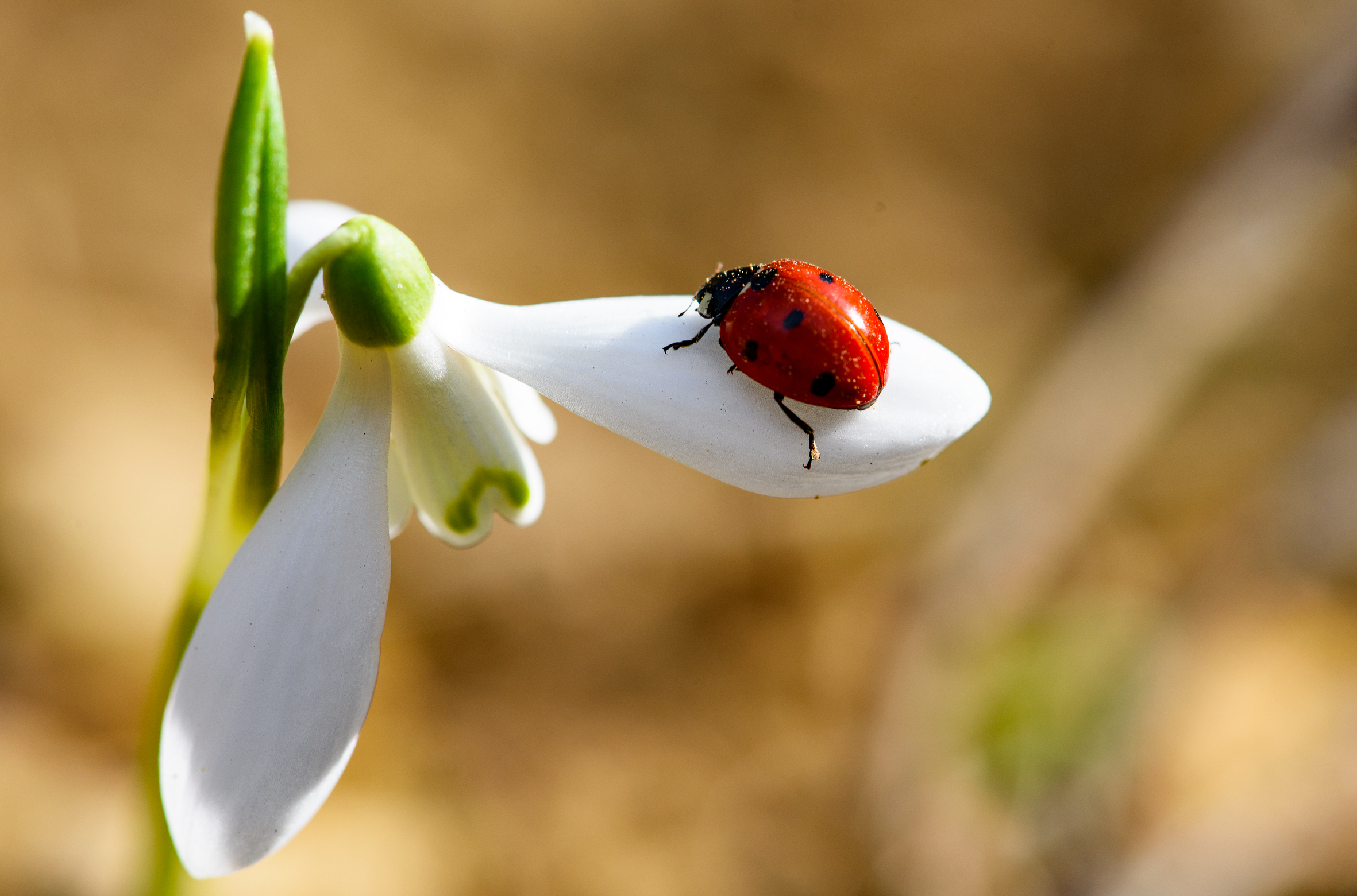 "Snowdrop with Ladybug"
