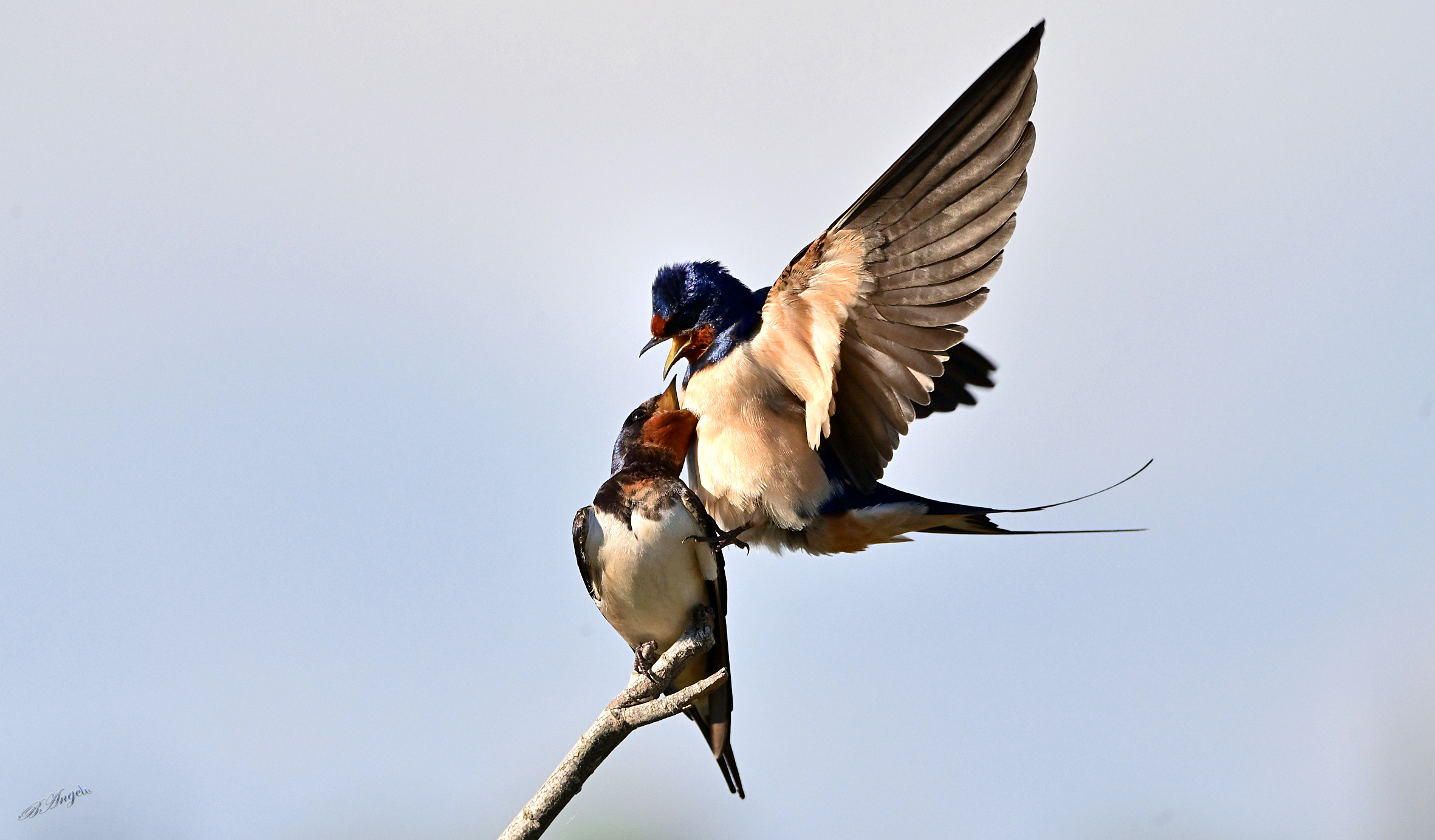 " il bacio " Rondini, Maremma toscana !