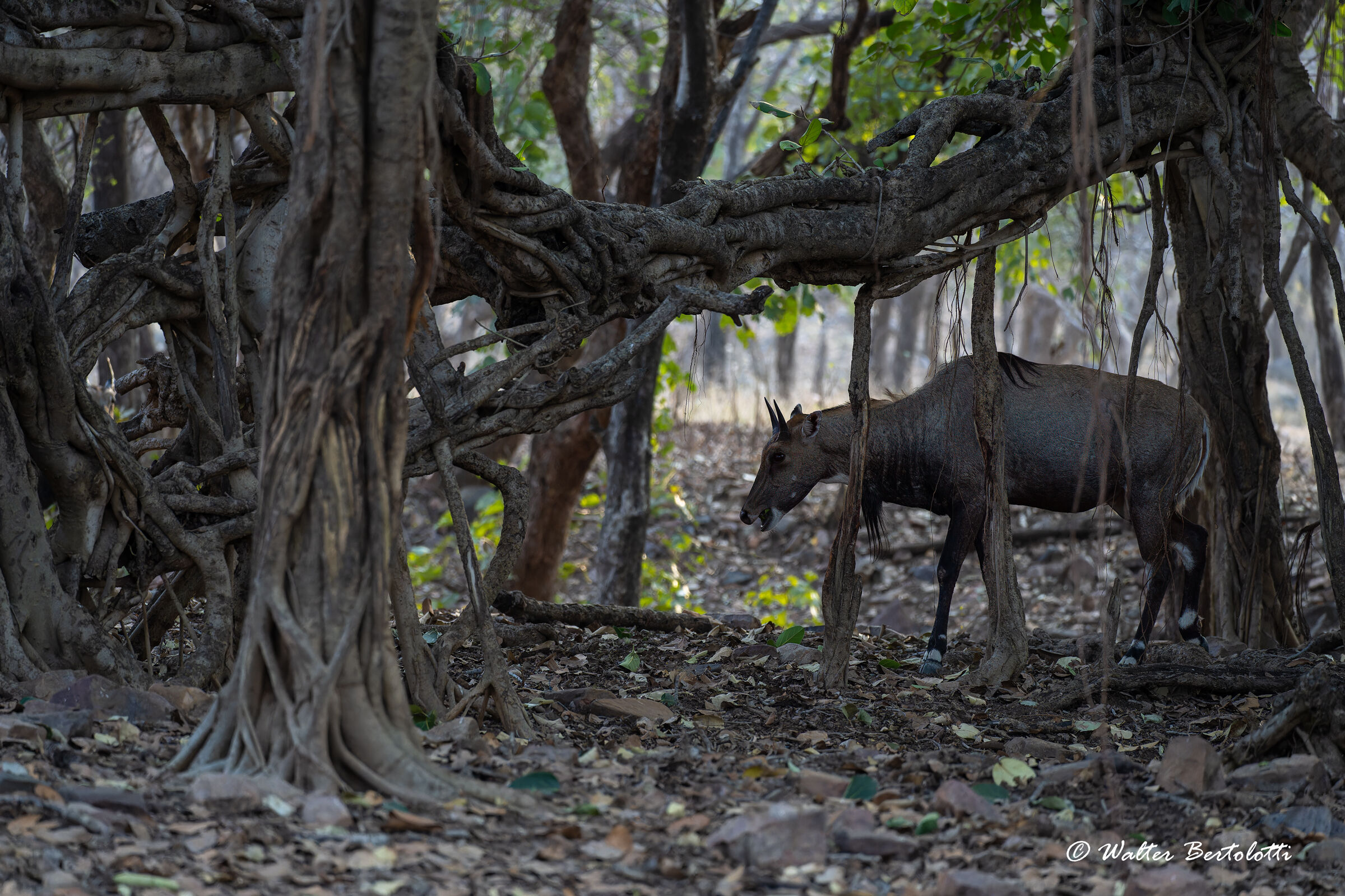 nilgai