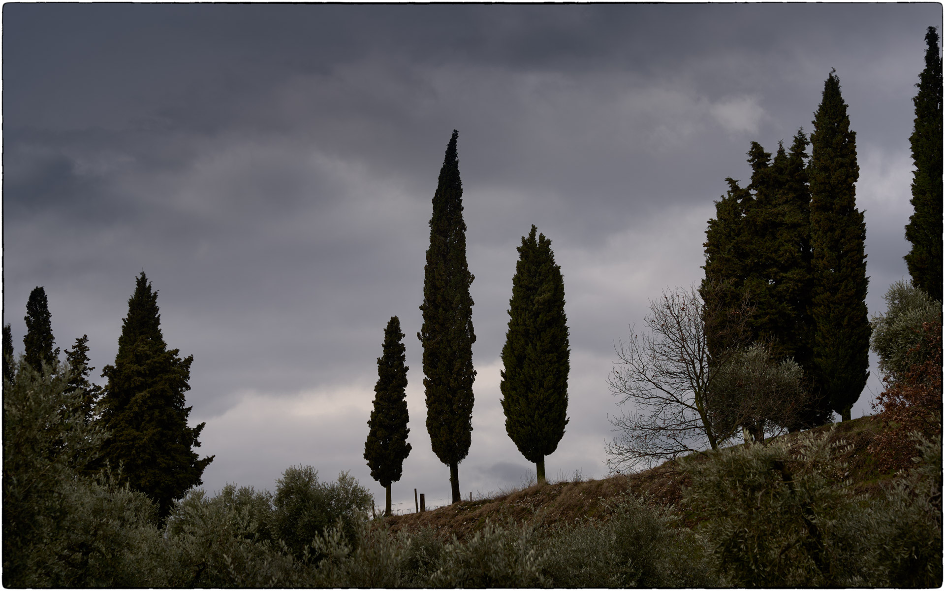 Cypresses in Valtenesi